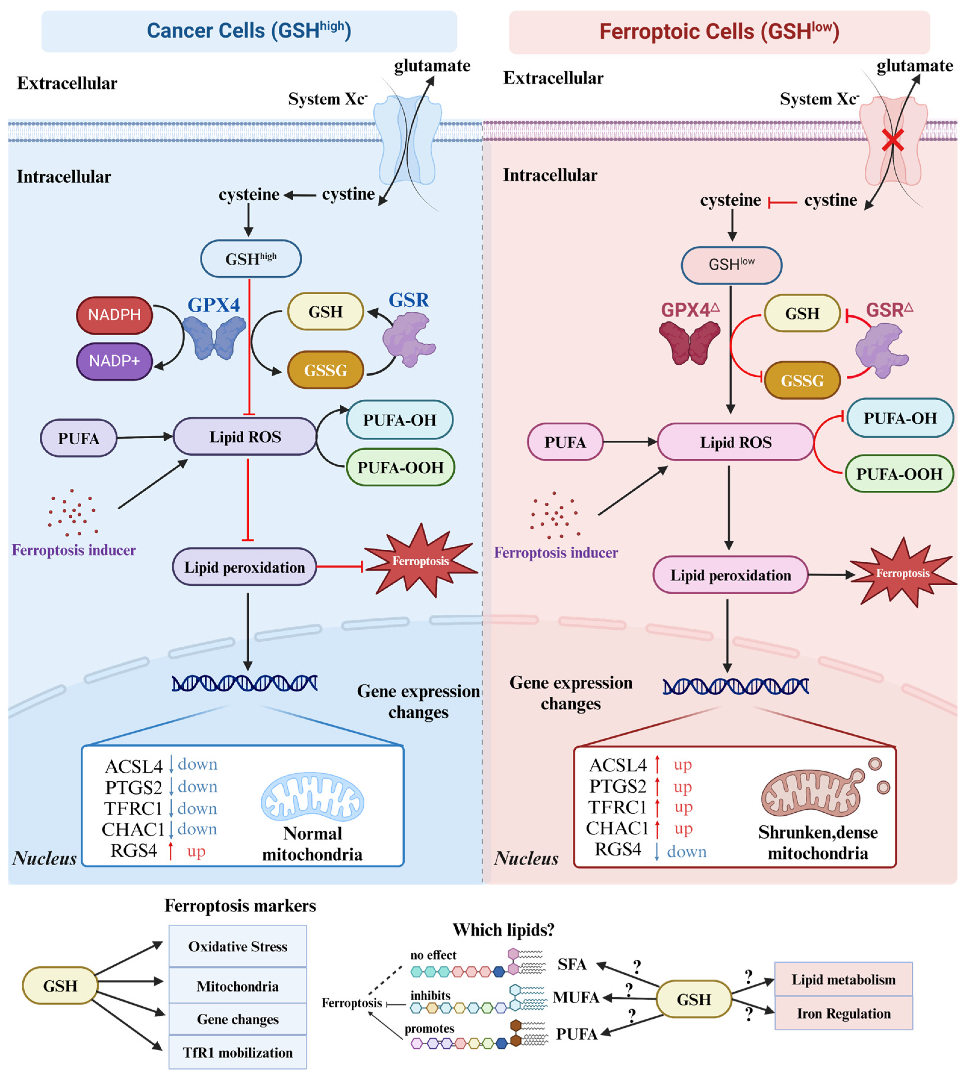 Antioxidants 13 00697 g006