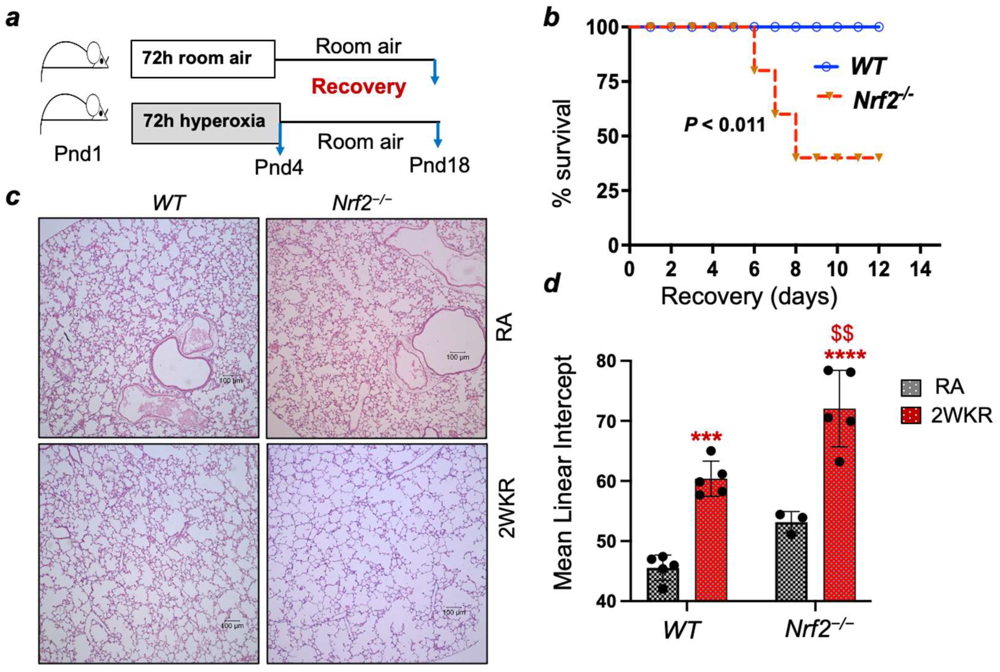Antioxidants 13 00698 g001