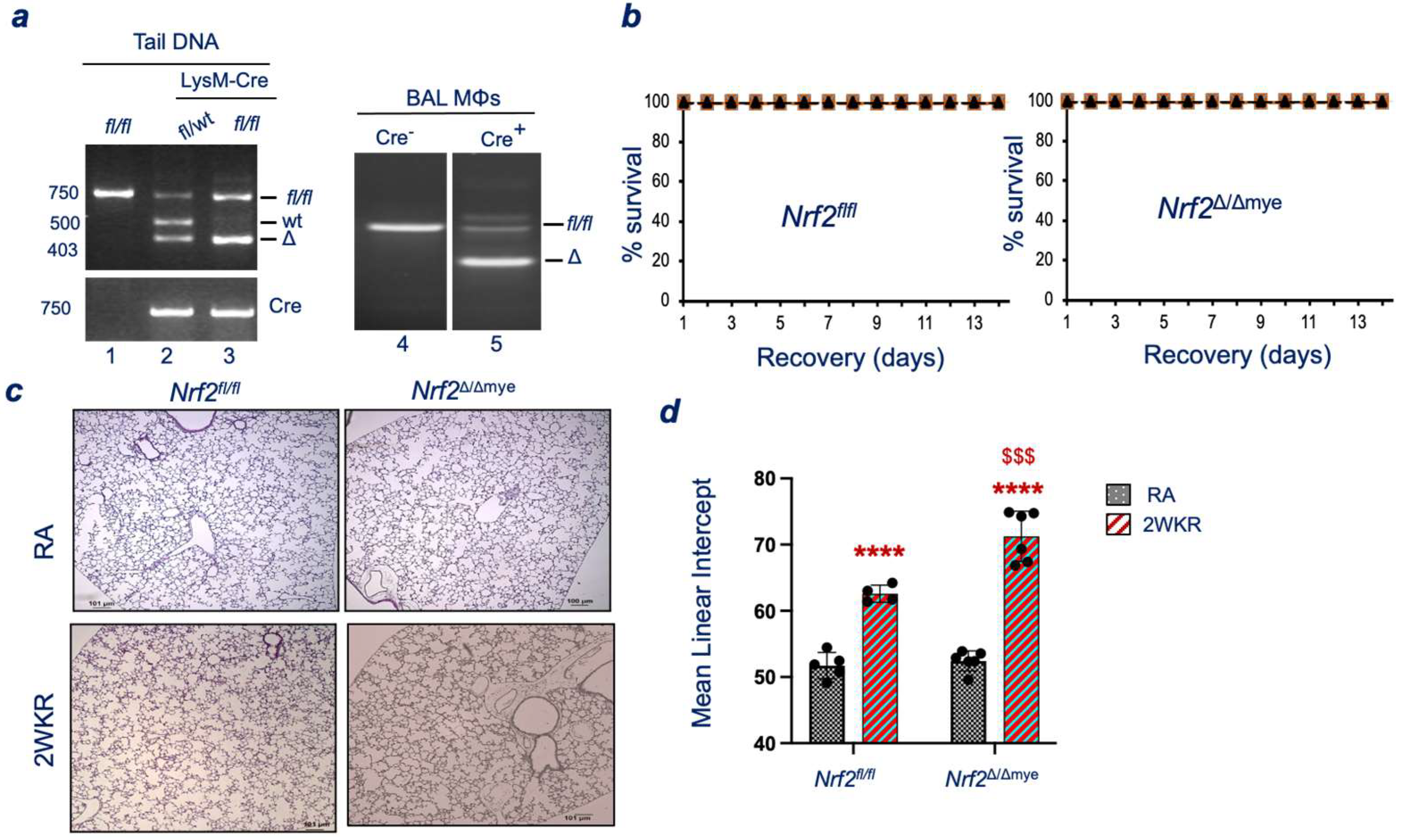 Antioxidants 13 00698 g002
