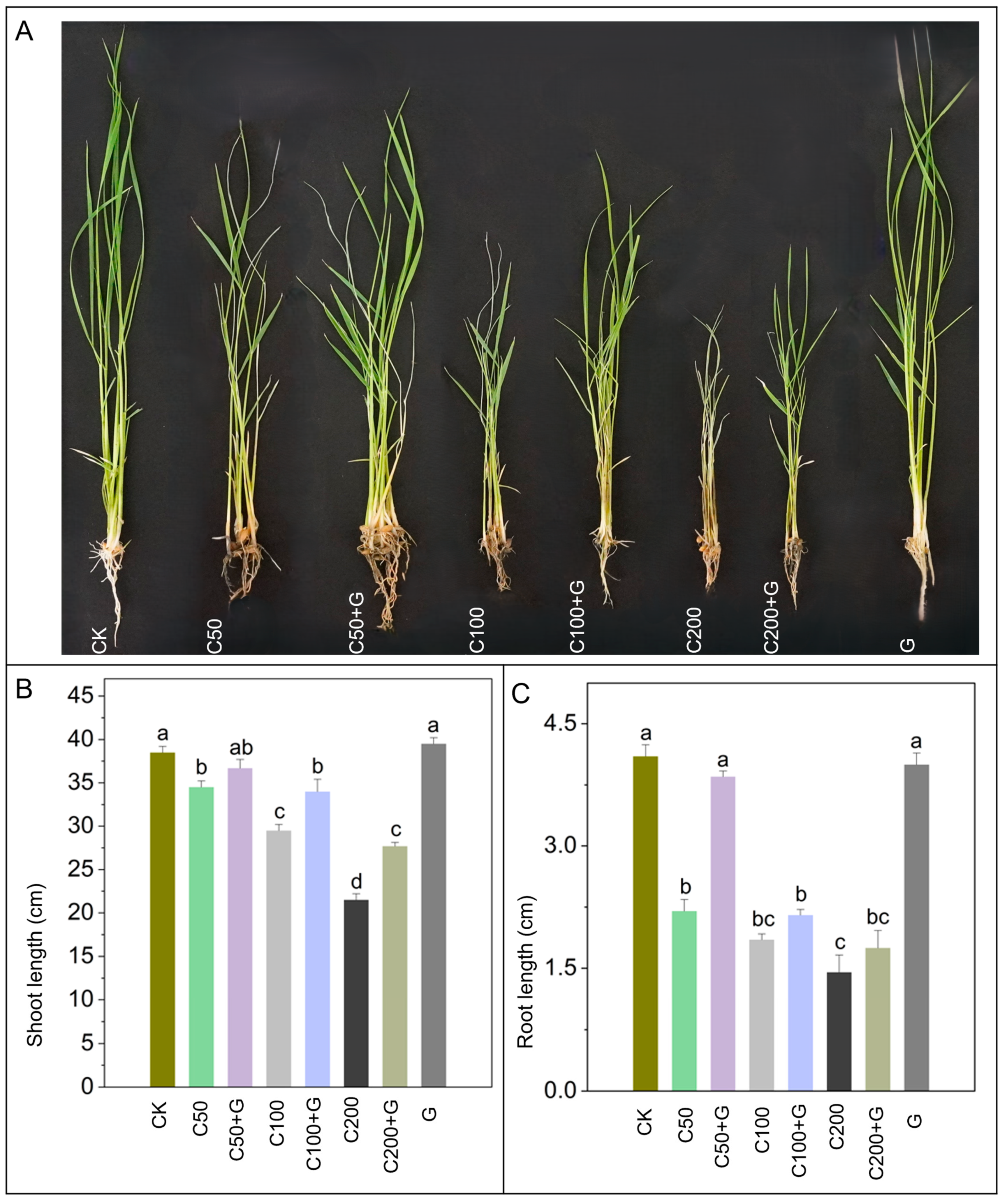 Antioxidants 13 00700 g001