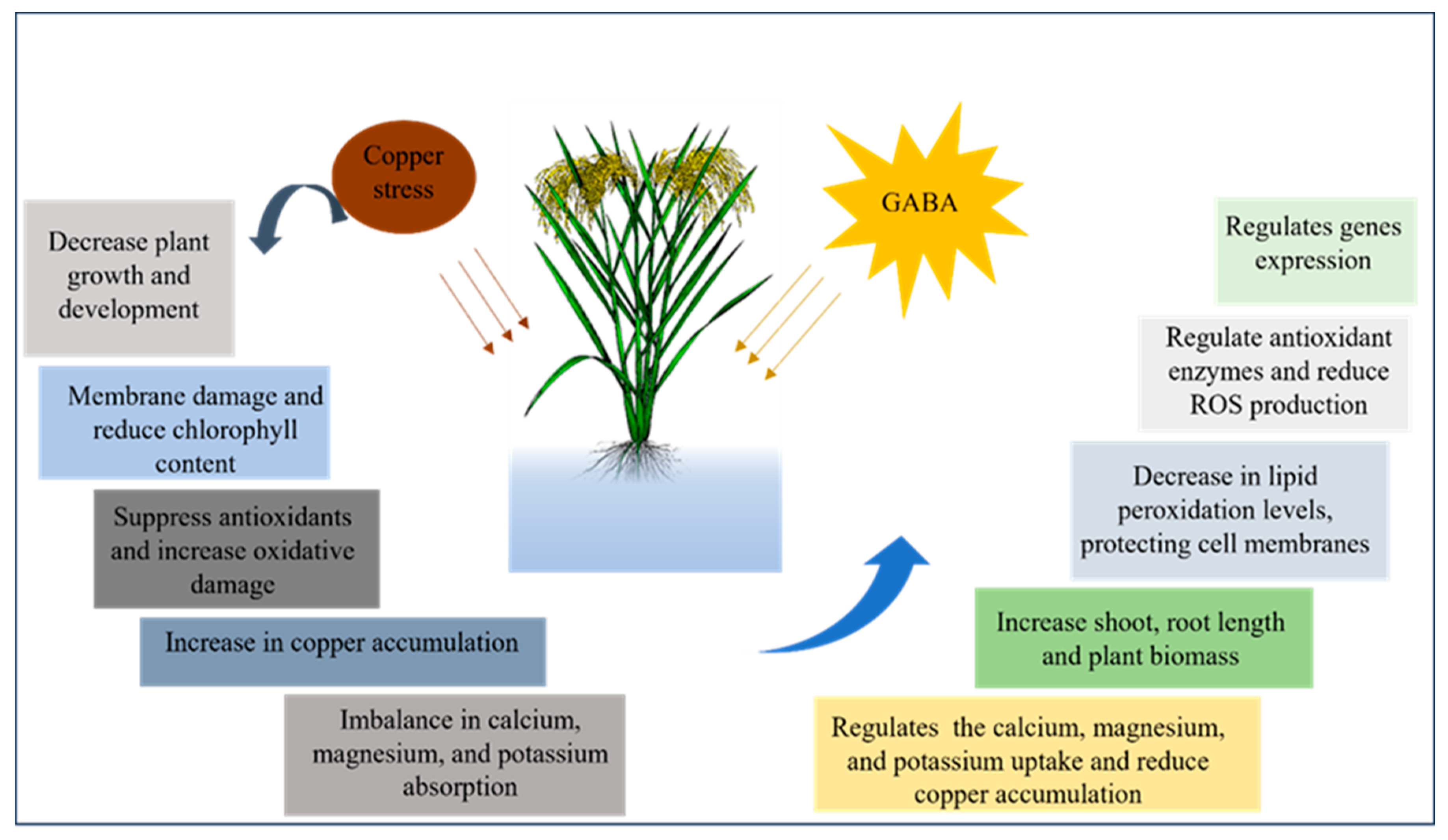 Antioxidants 13 00700 g008