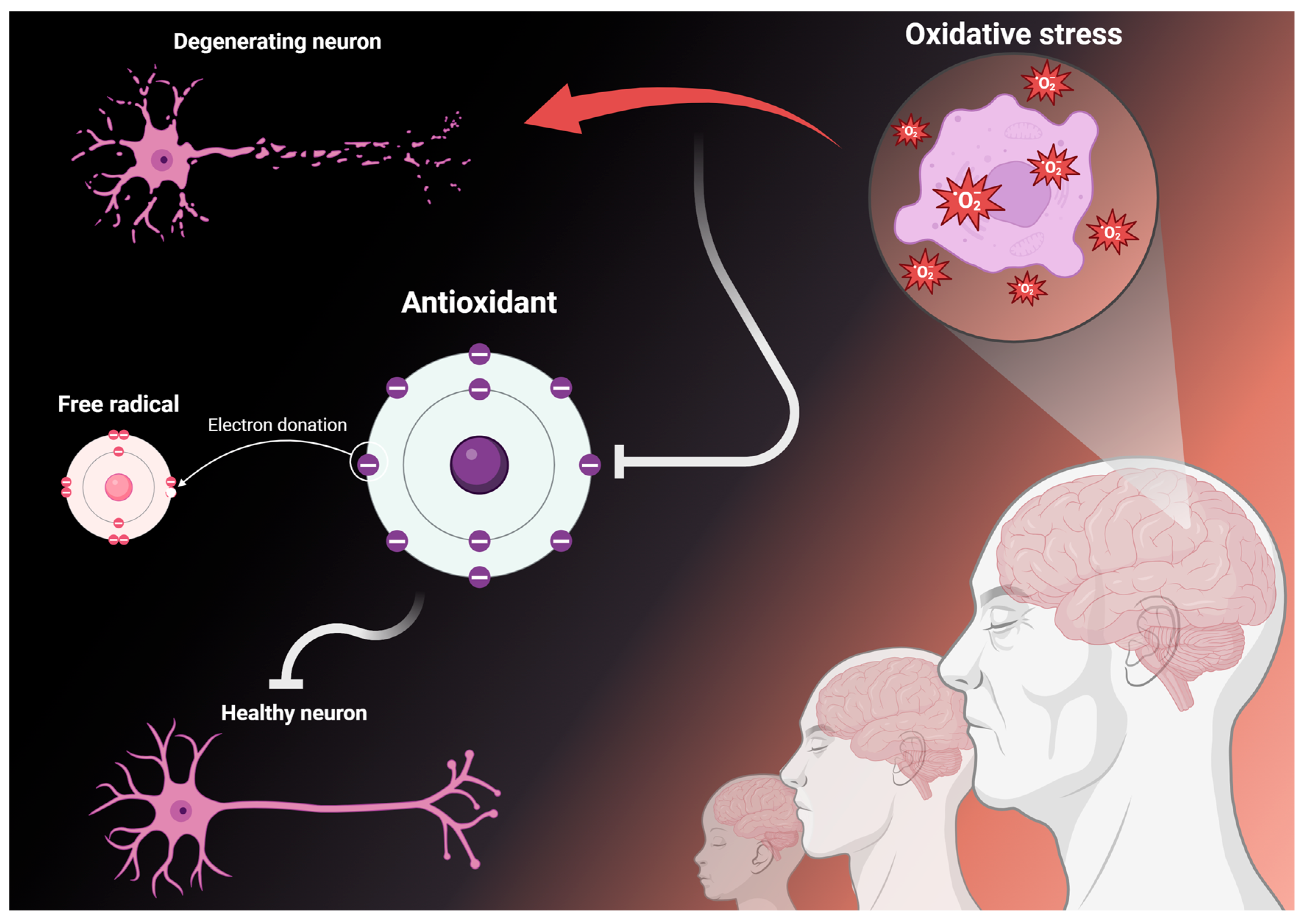 Antioxidants 13 00701 g001