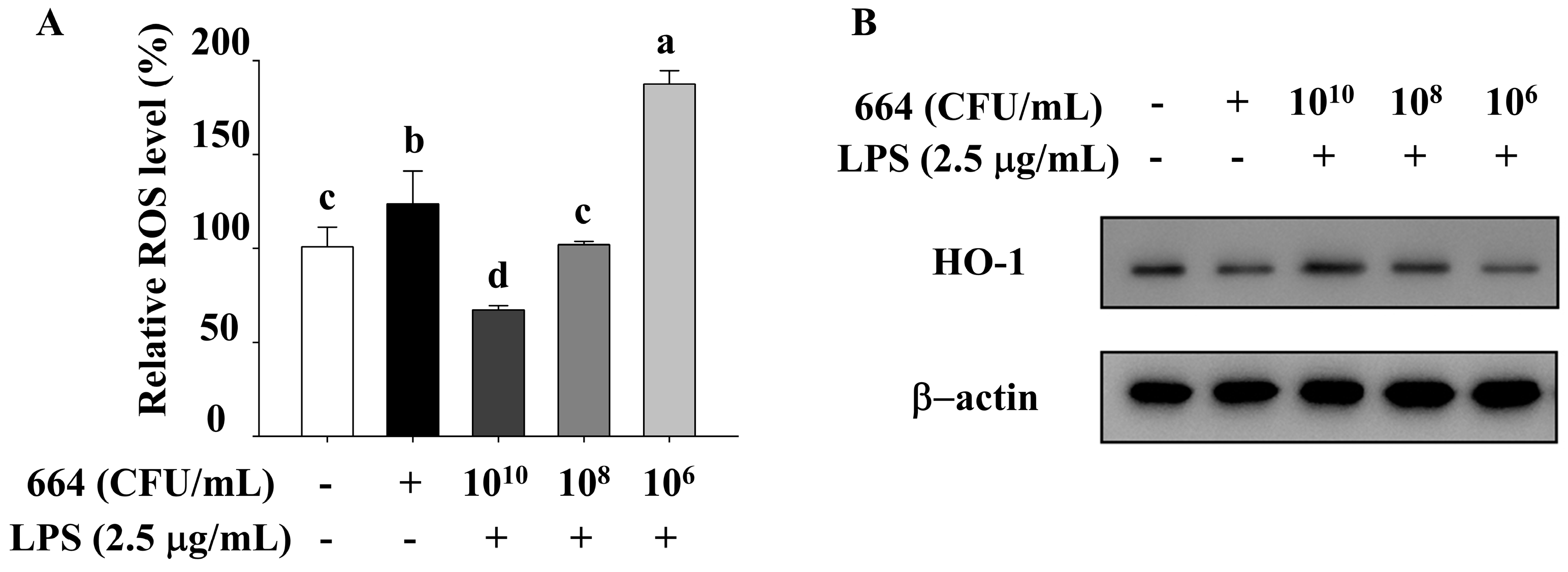 Antioxidants 13 00703 g004
