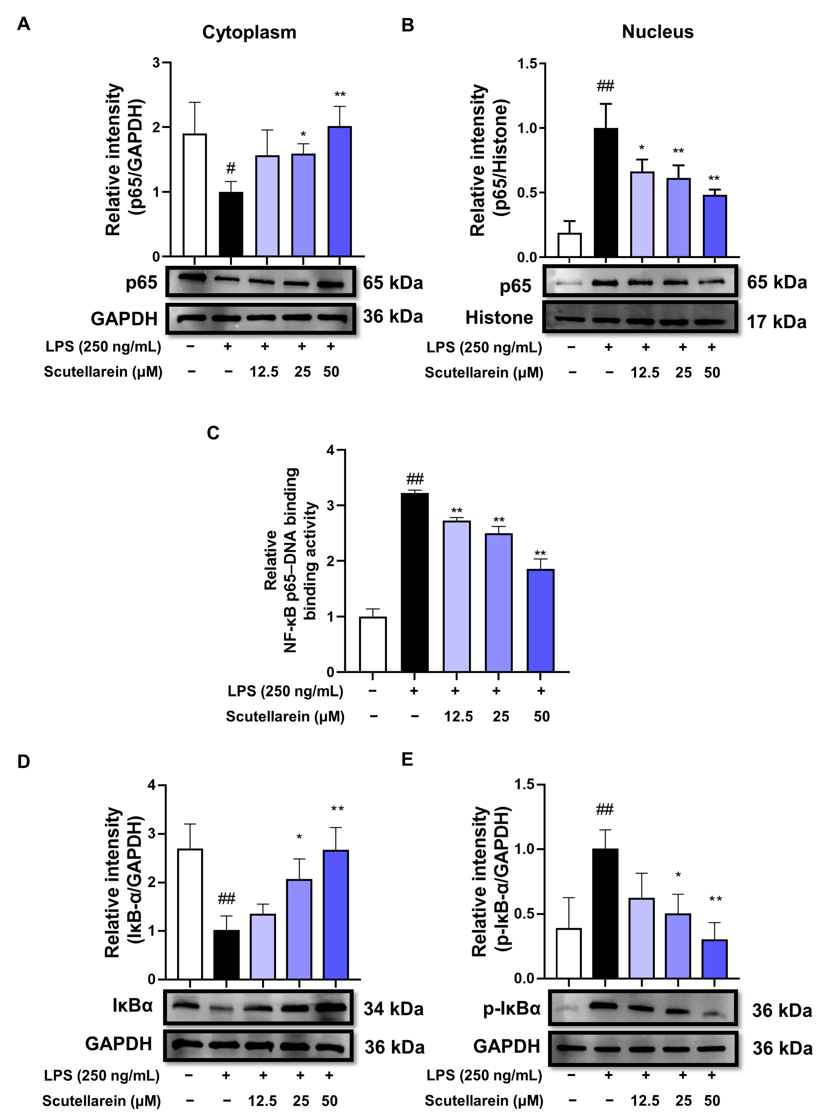 Antioxidants 13 00710 g005