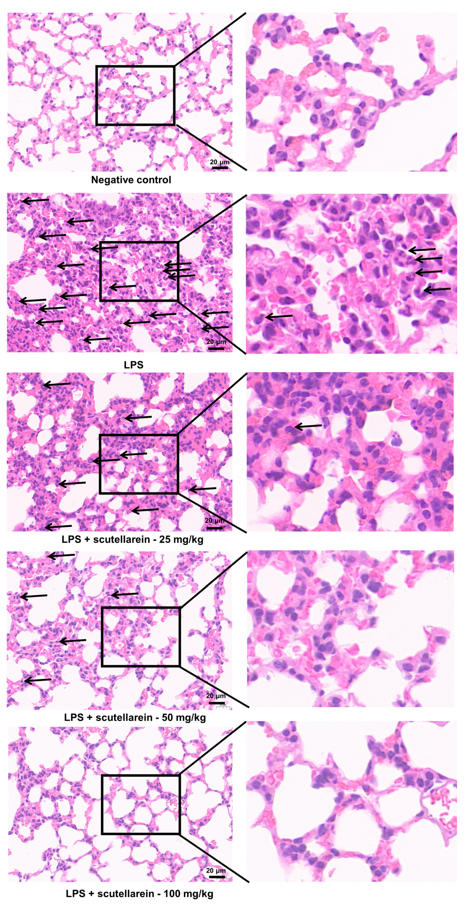 Antioxidants 13 00710 g008