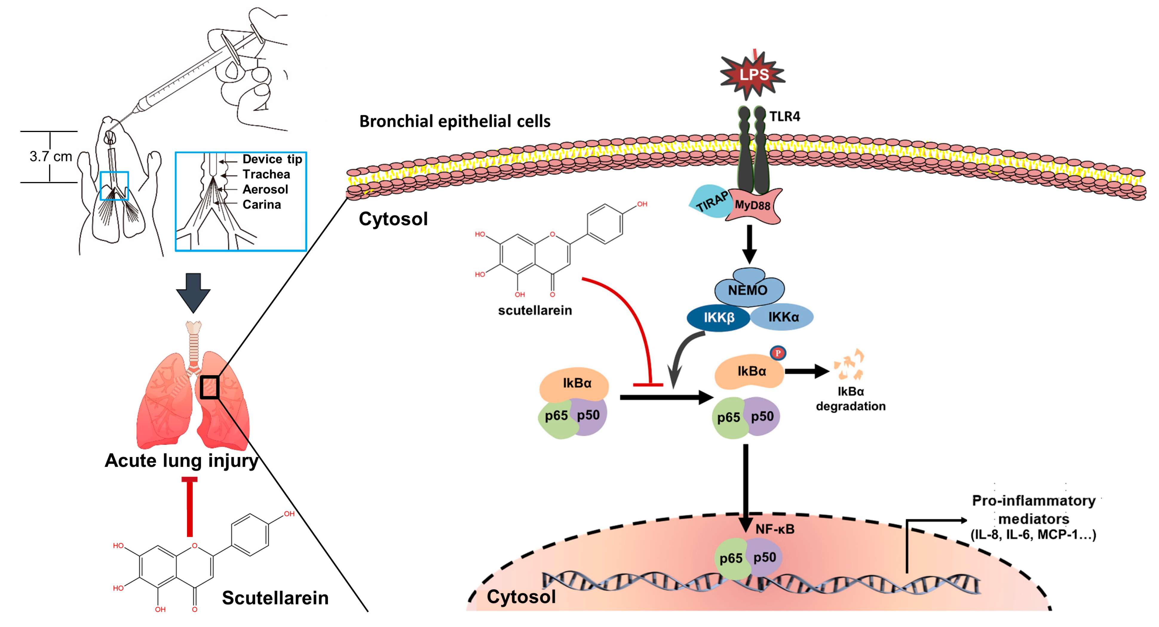 Antioxidants 13 00710 g009
