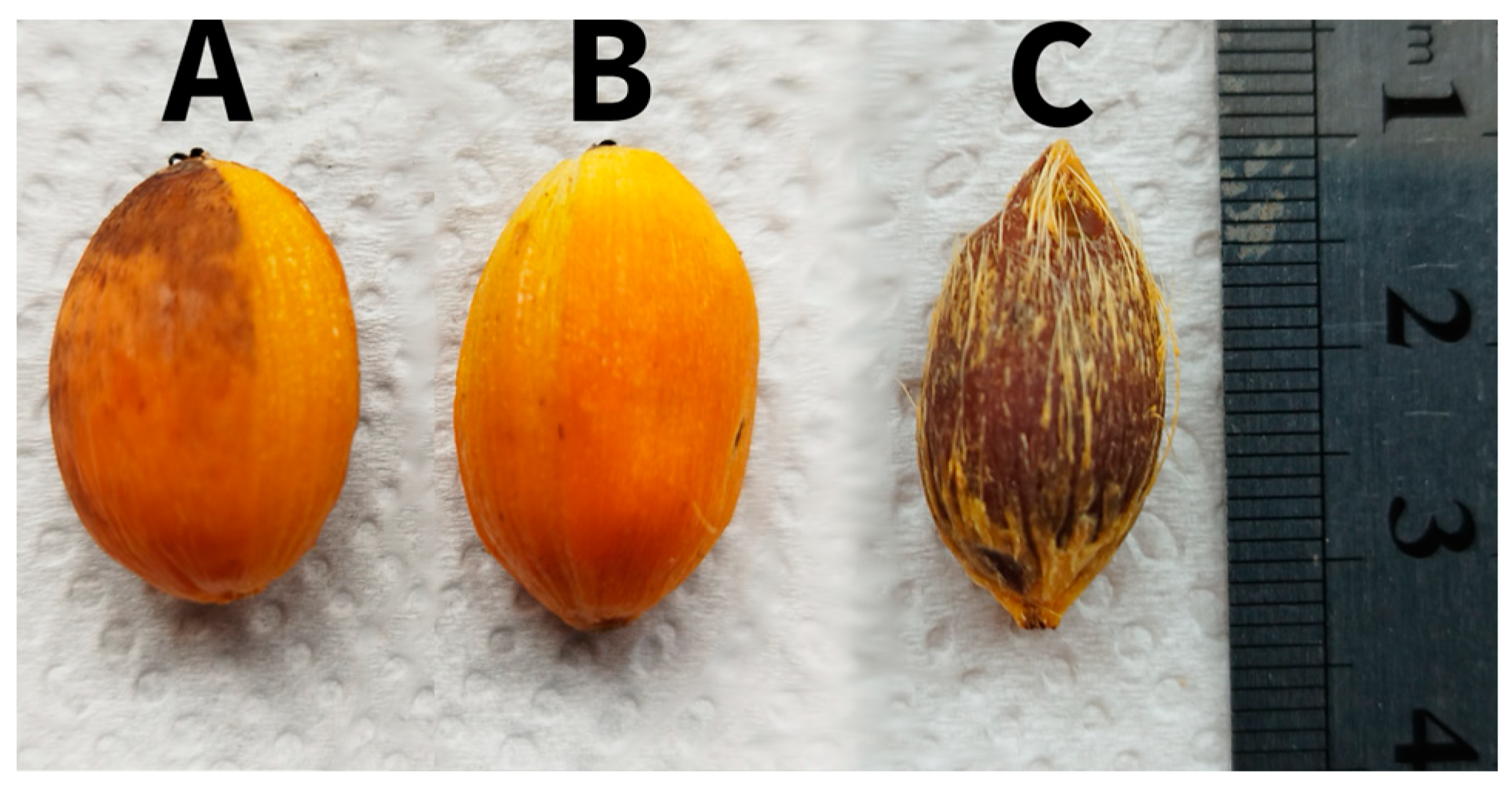 Antioxidants 13 00711 g001