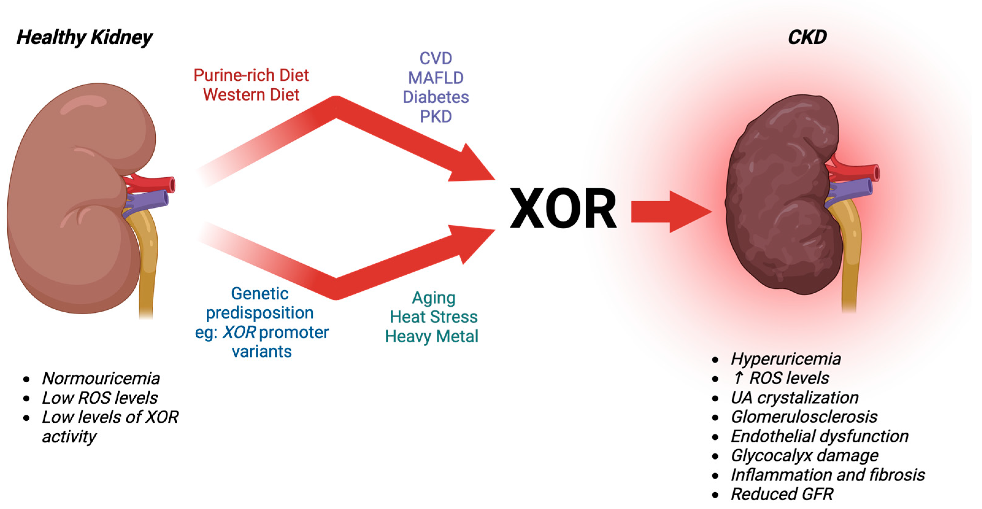 Antioxidants 13 00712 g003