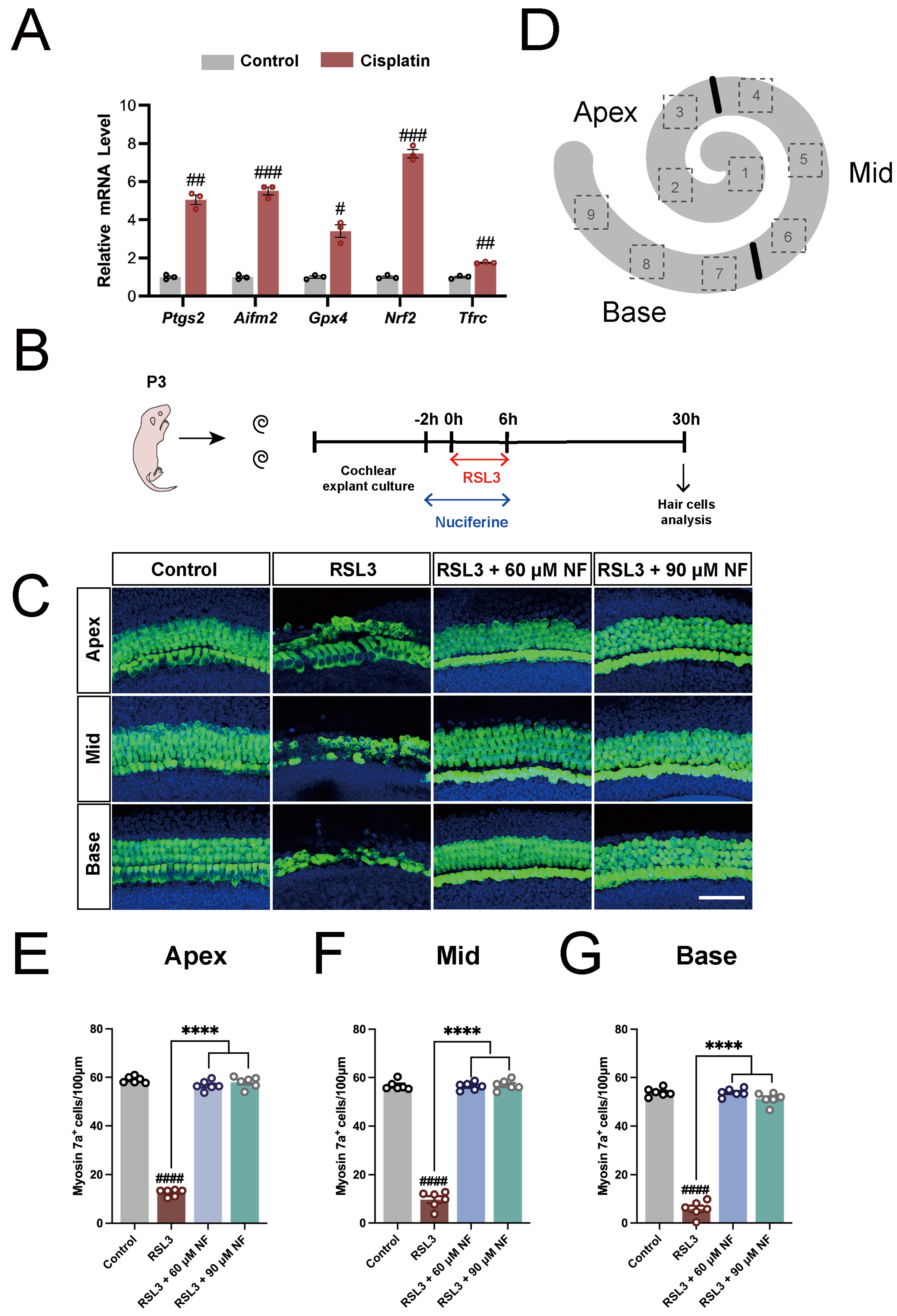 Antioxidants 13 00714 g001