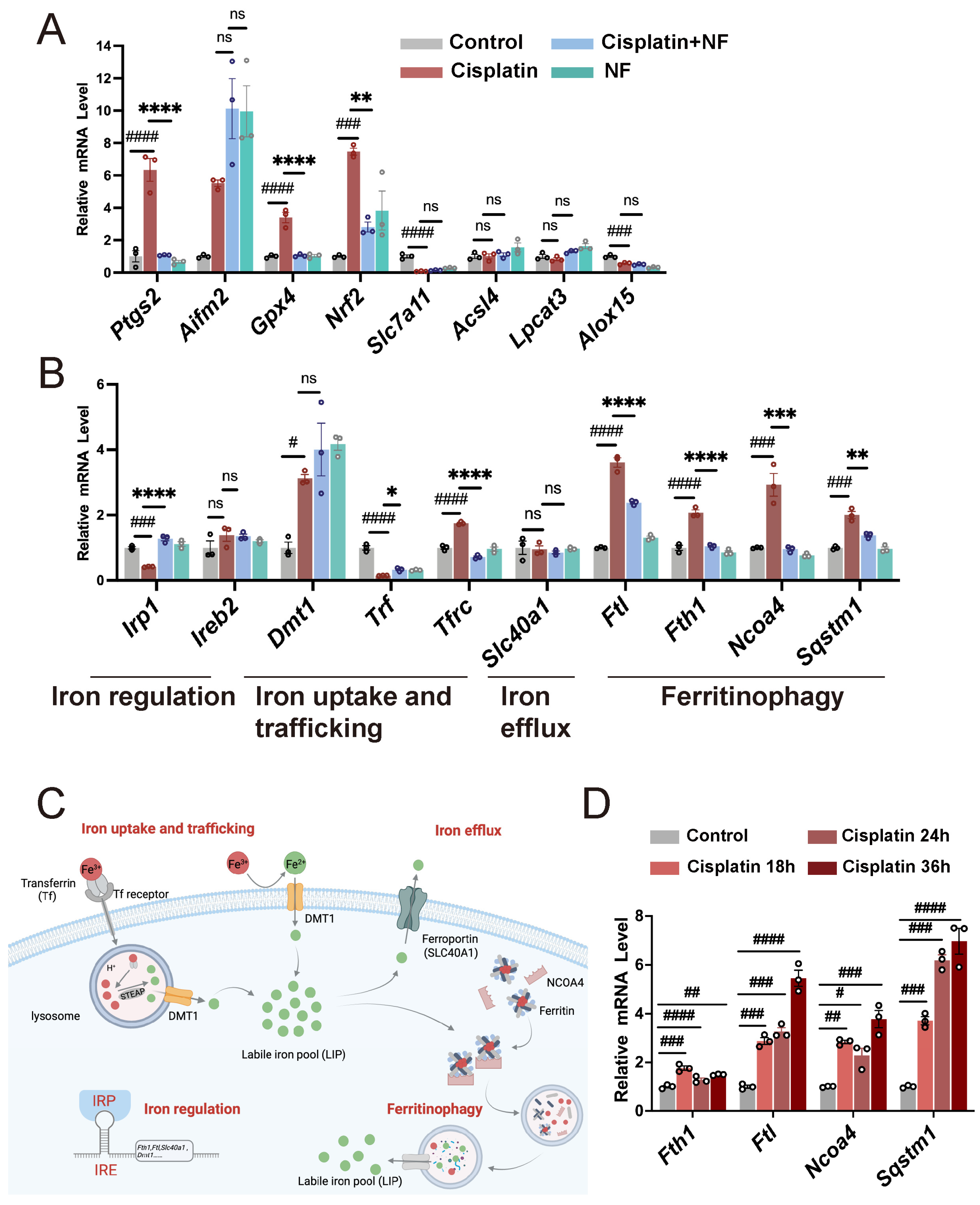 Antioxidants 13 00714 g004