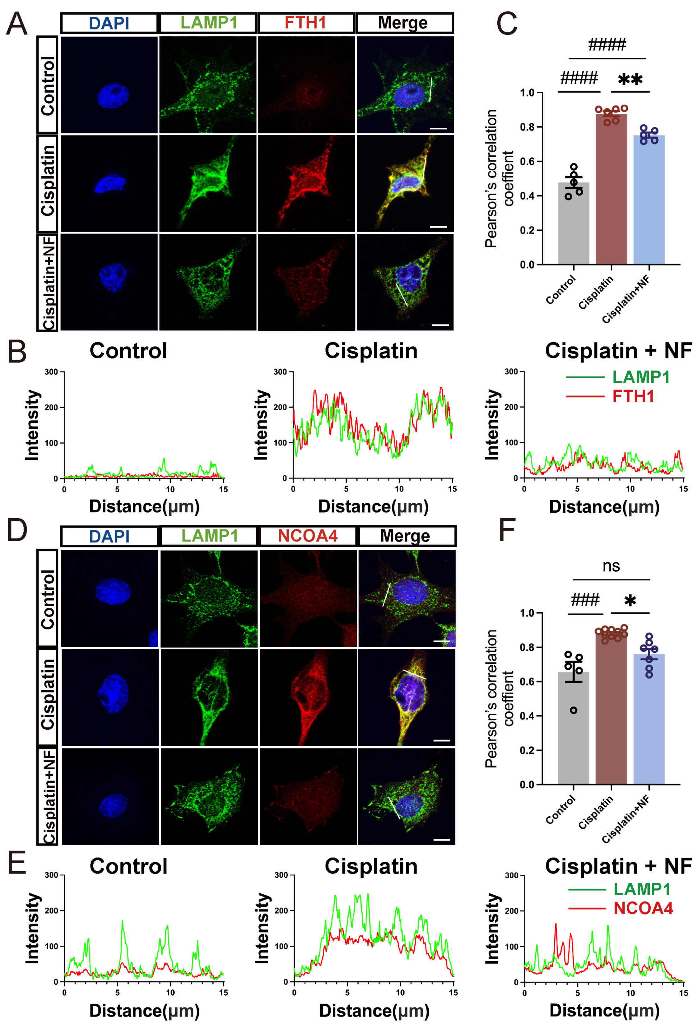 Antioxidants 13 00714 g005