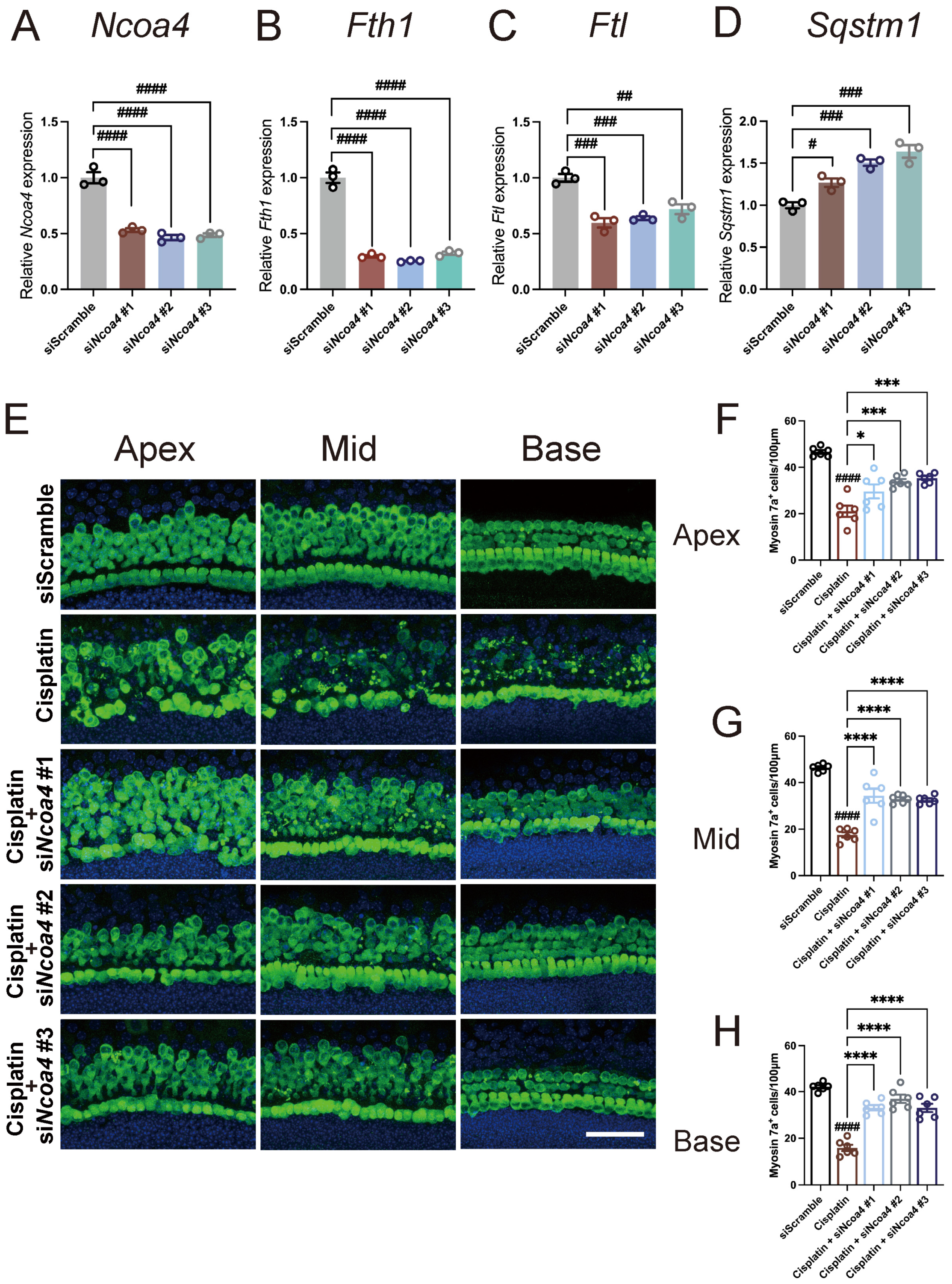 Antioxidants 13 00714 g006
