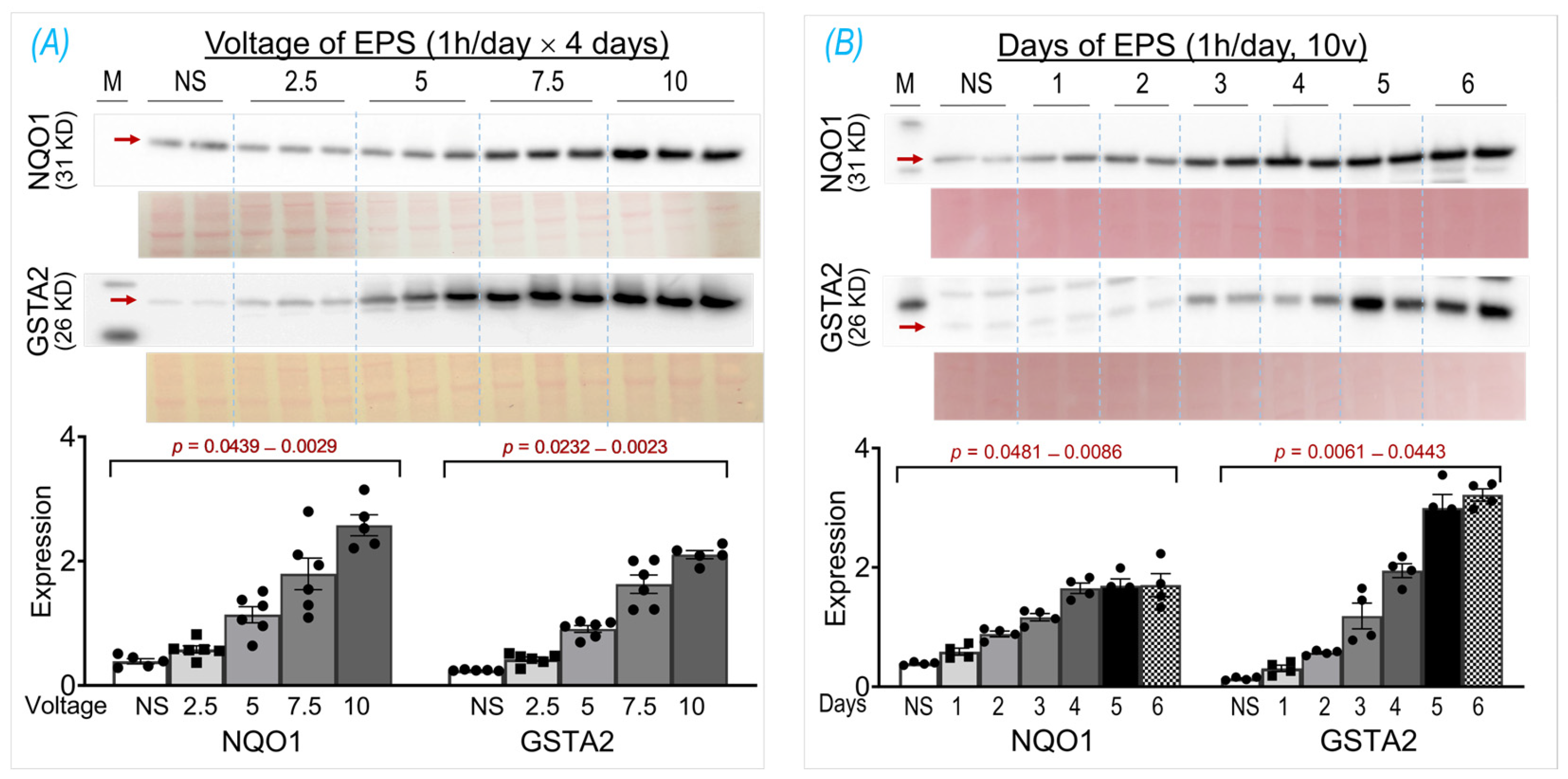 Antioxidants 13 00716 g001