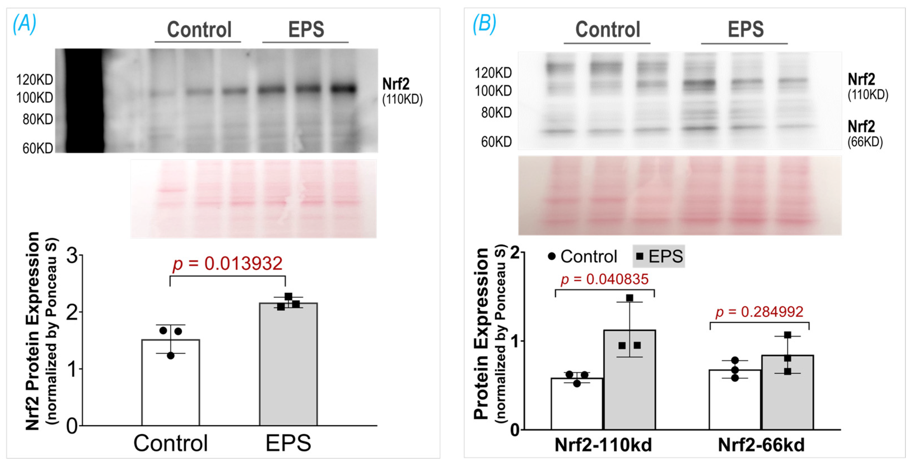 Antioxidants 13 00716 g002
