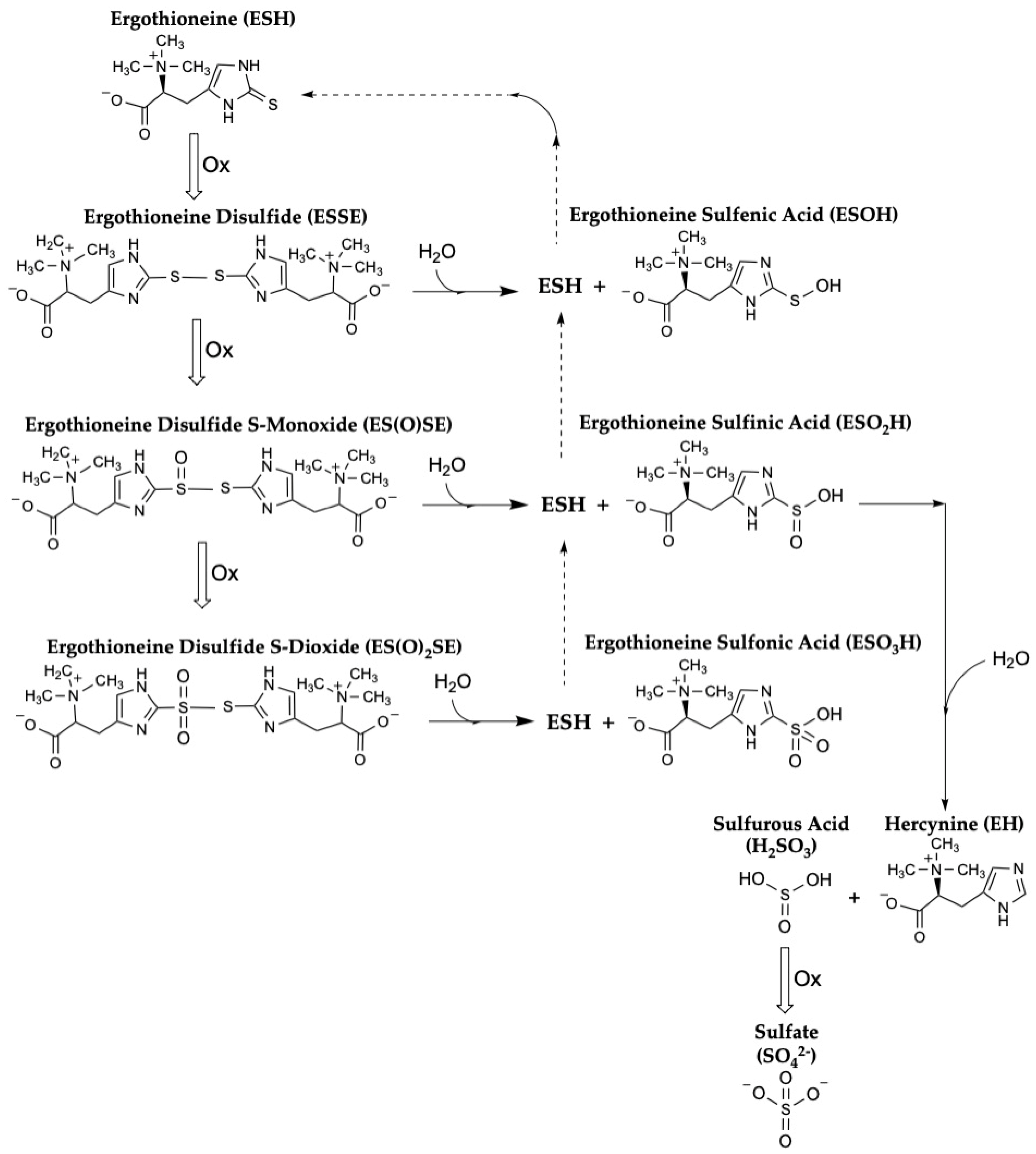 Antioxidants 13 00717 g002