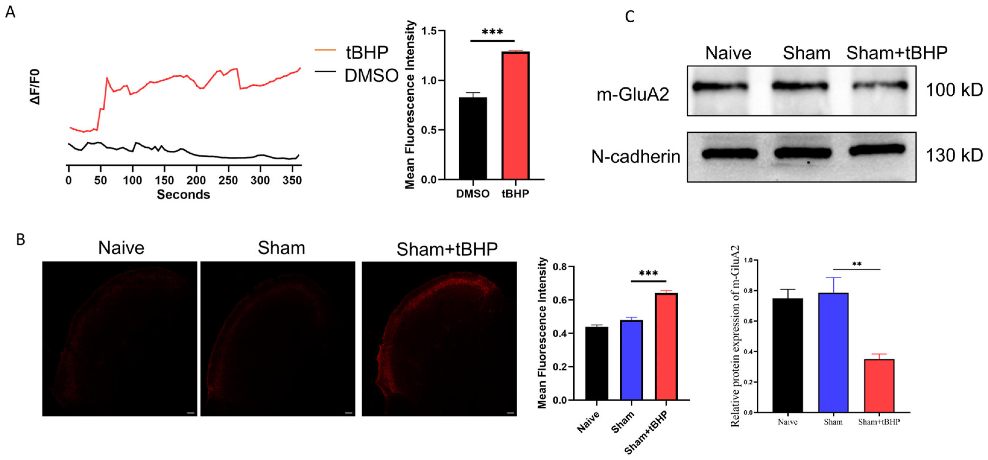 Antioxidants 13 00725 g005