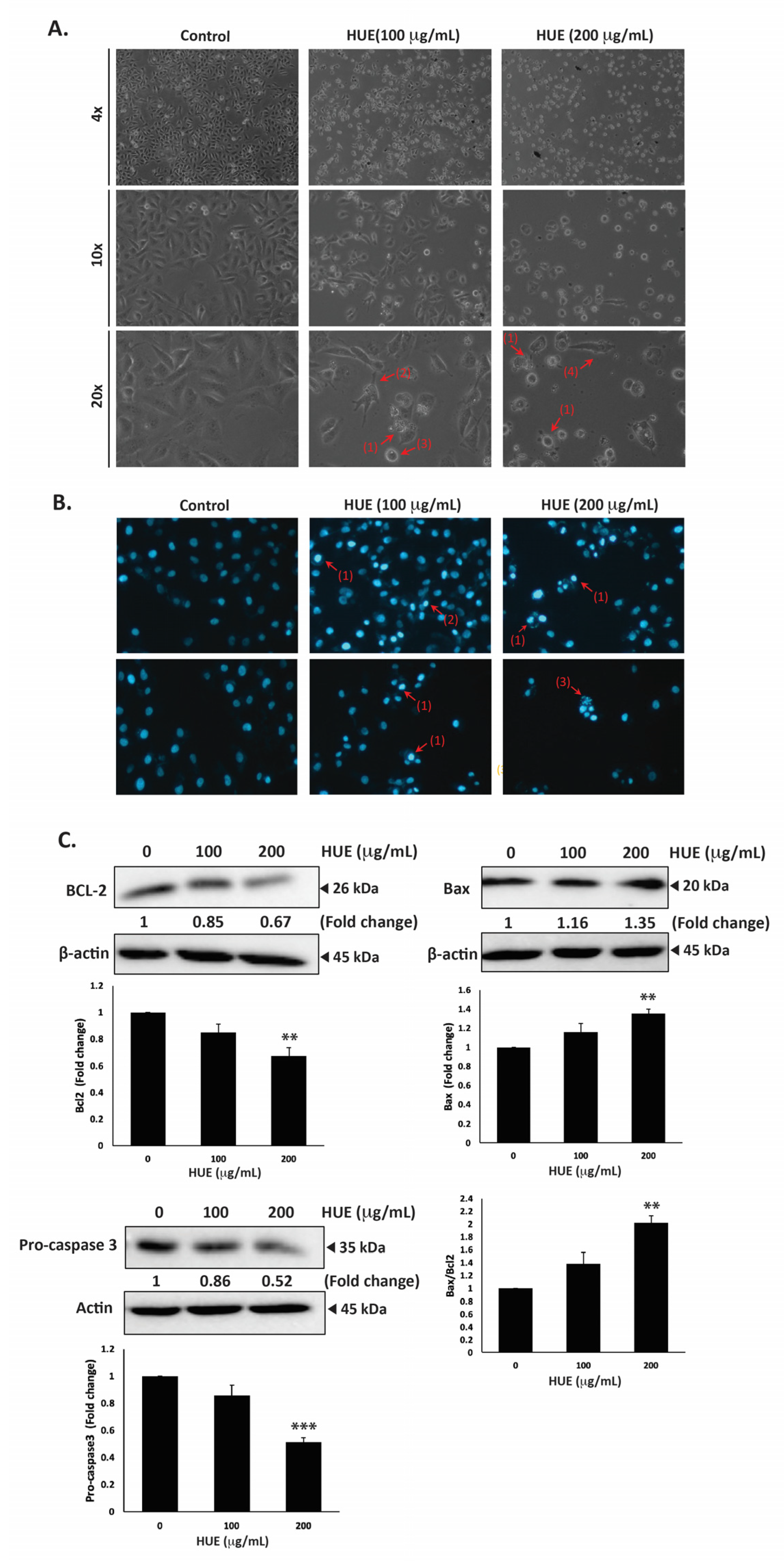 Antioxidants 13 00726 g005