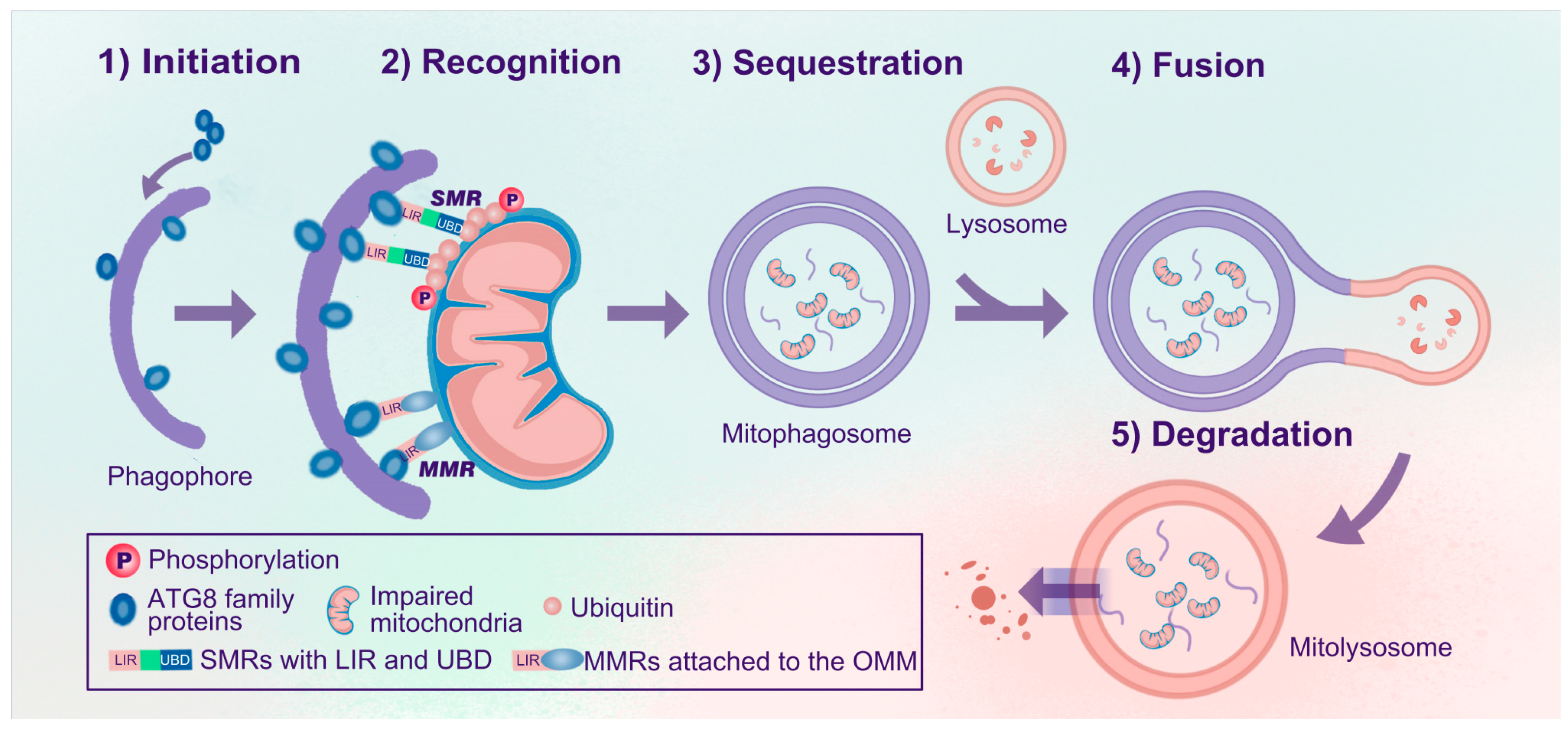 Antioxidants 13 00729 g001