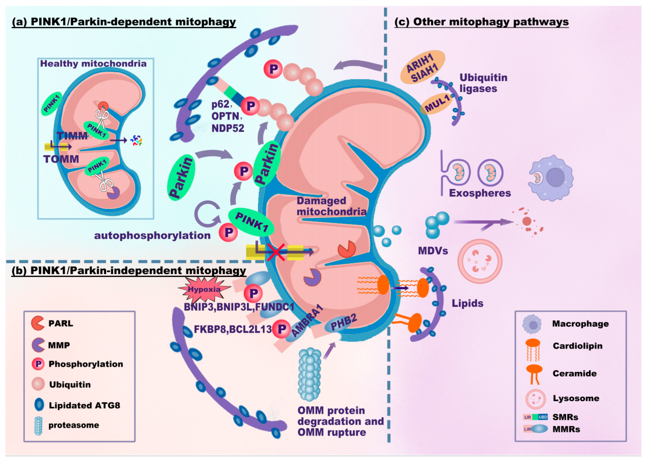Antioxidants 13 00729 g002