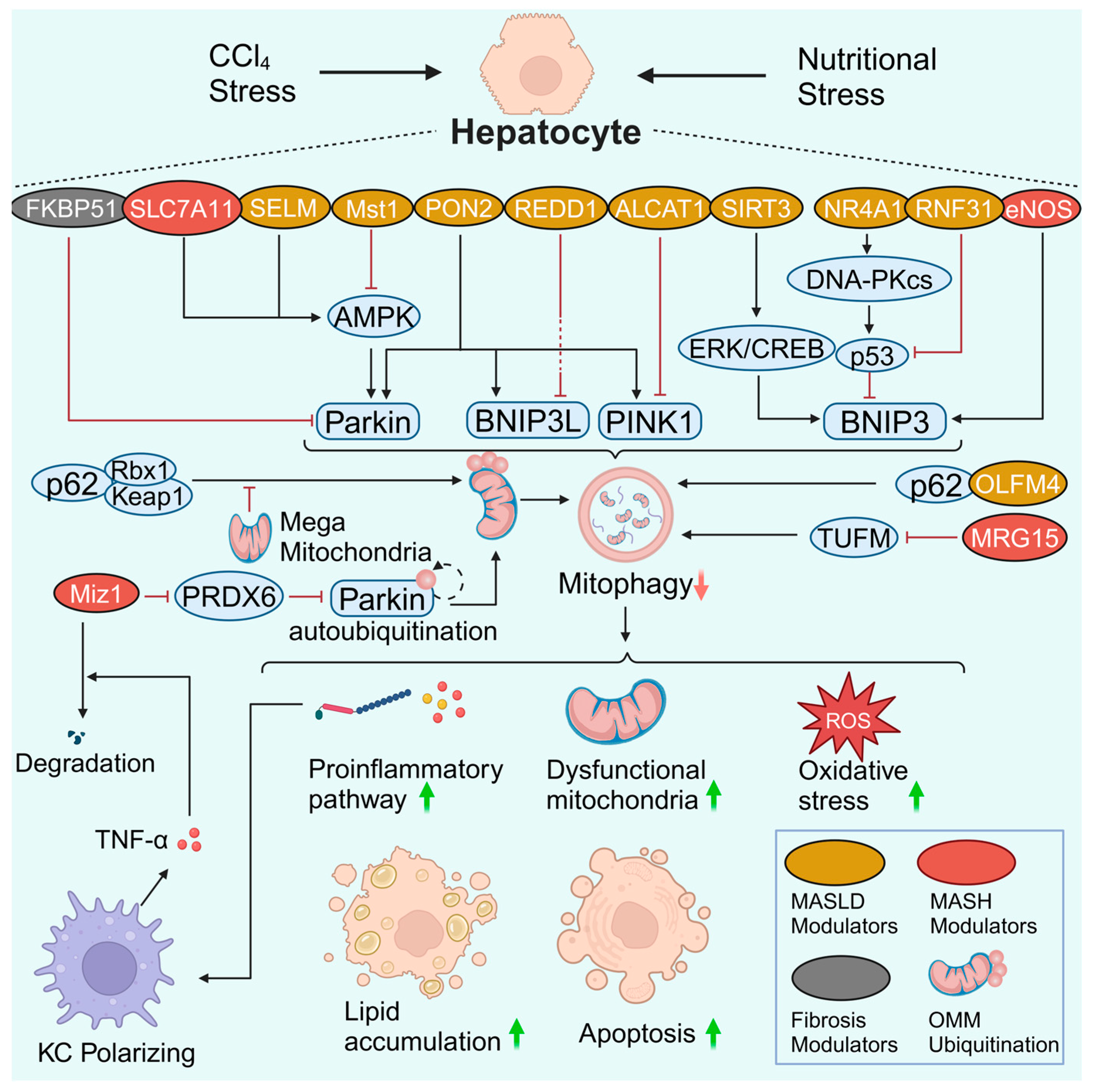 Antioxidants 13 00729 g003