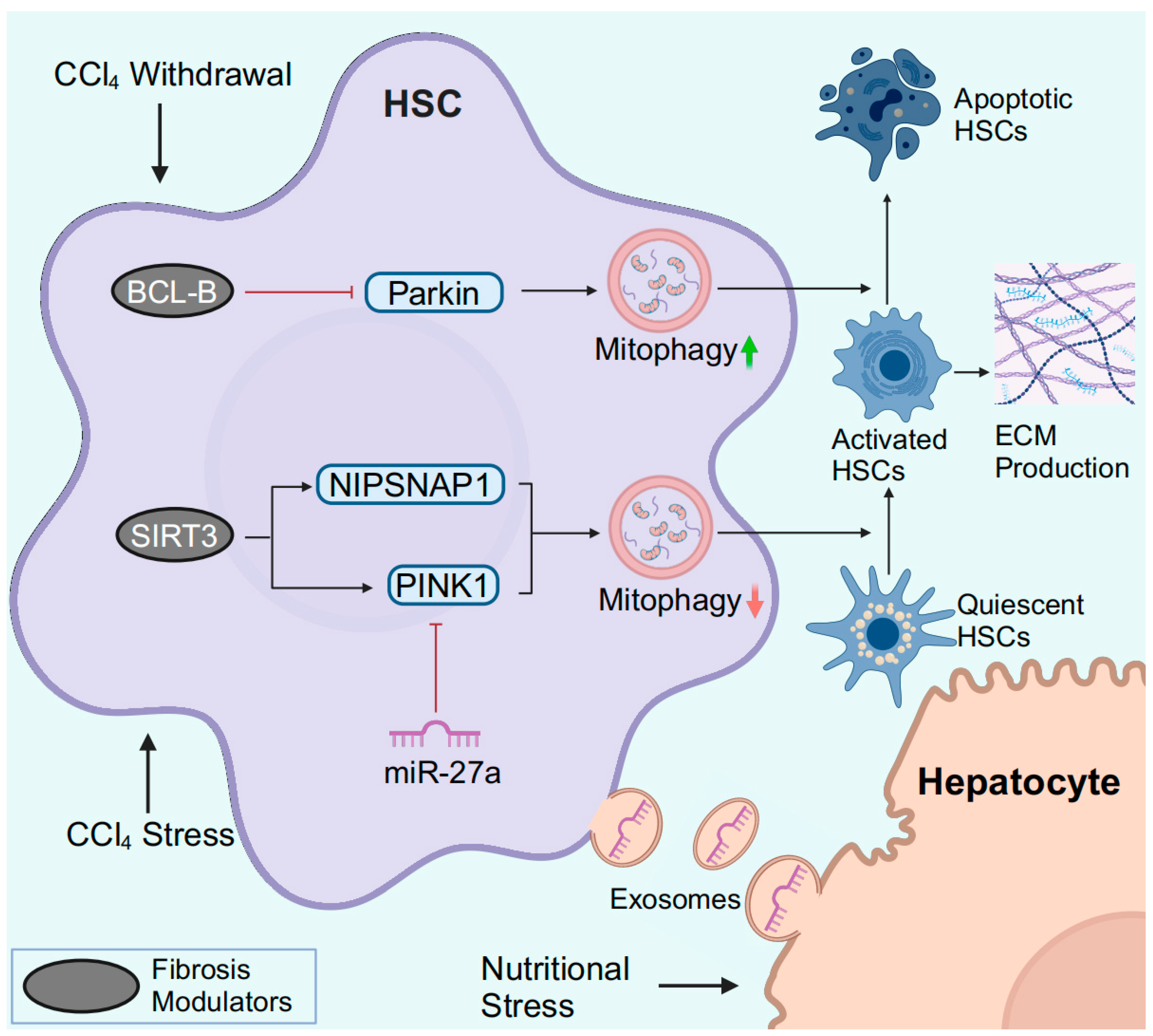 Antioxidants 13 00729 g004