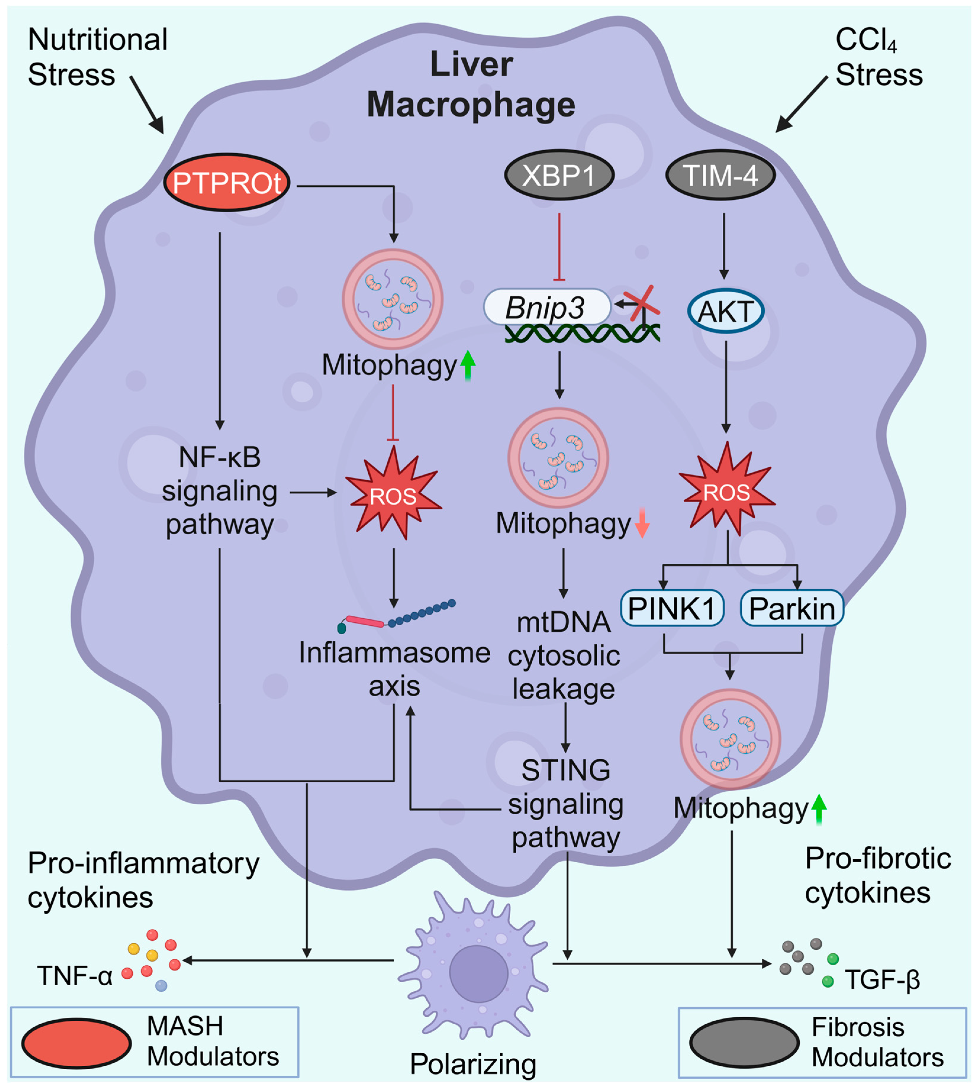 Antioxidants 13 00729 g005