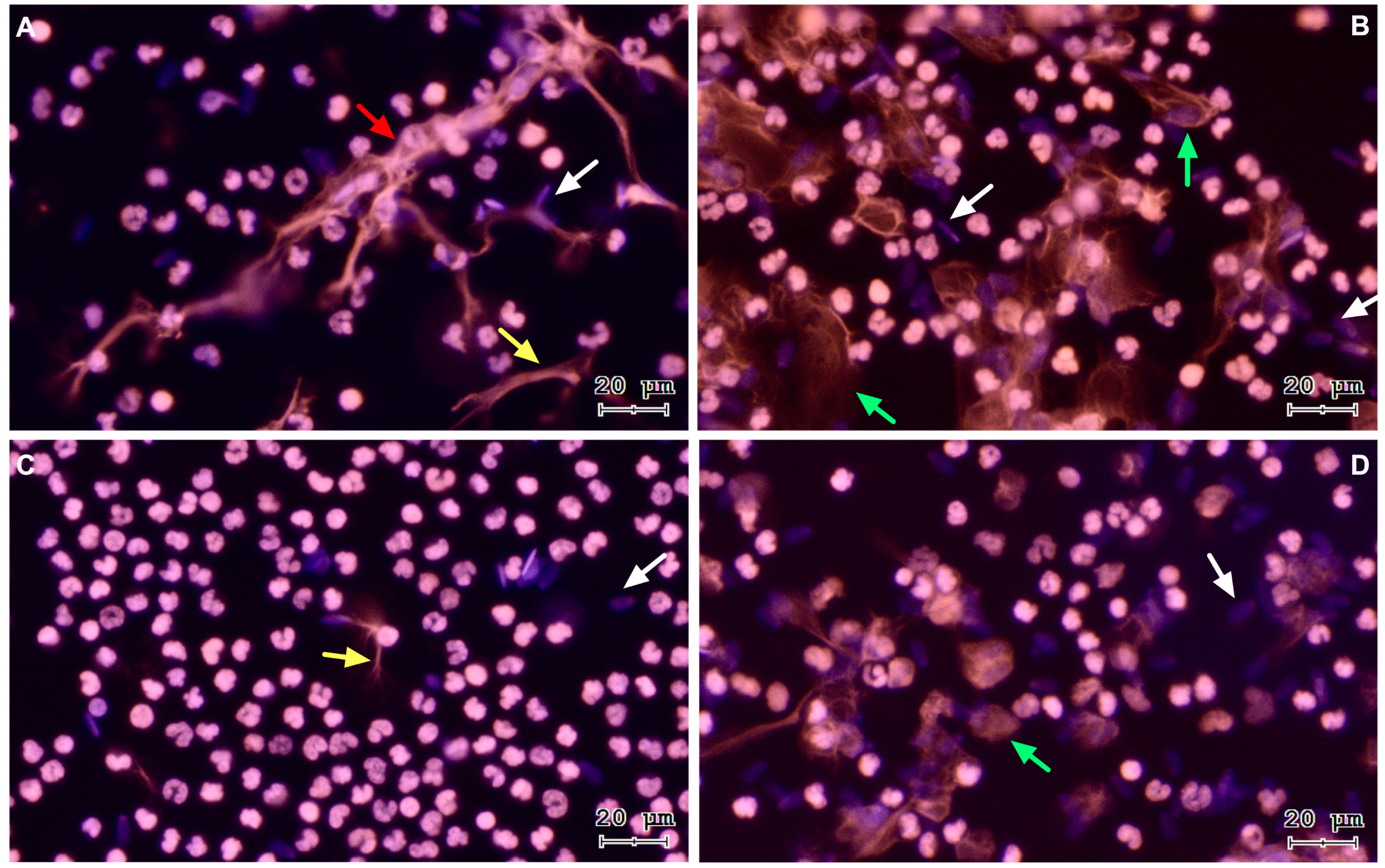 Antioxidants 13 00733 g001