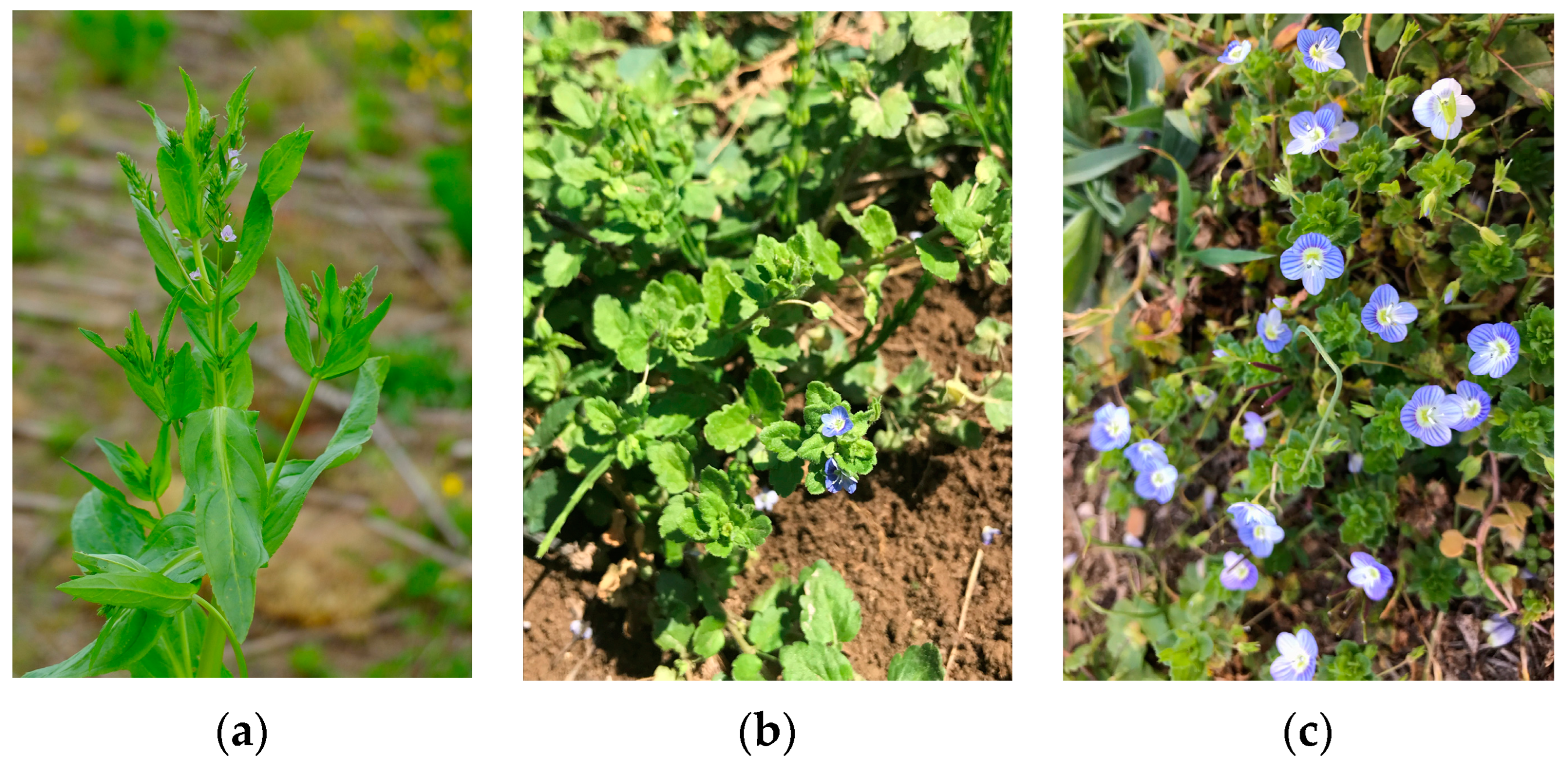 Antioxidants 13 00738 g001