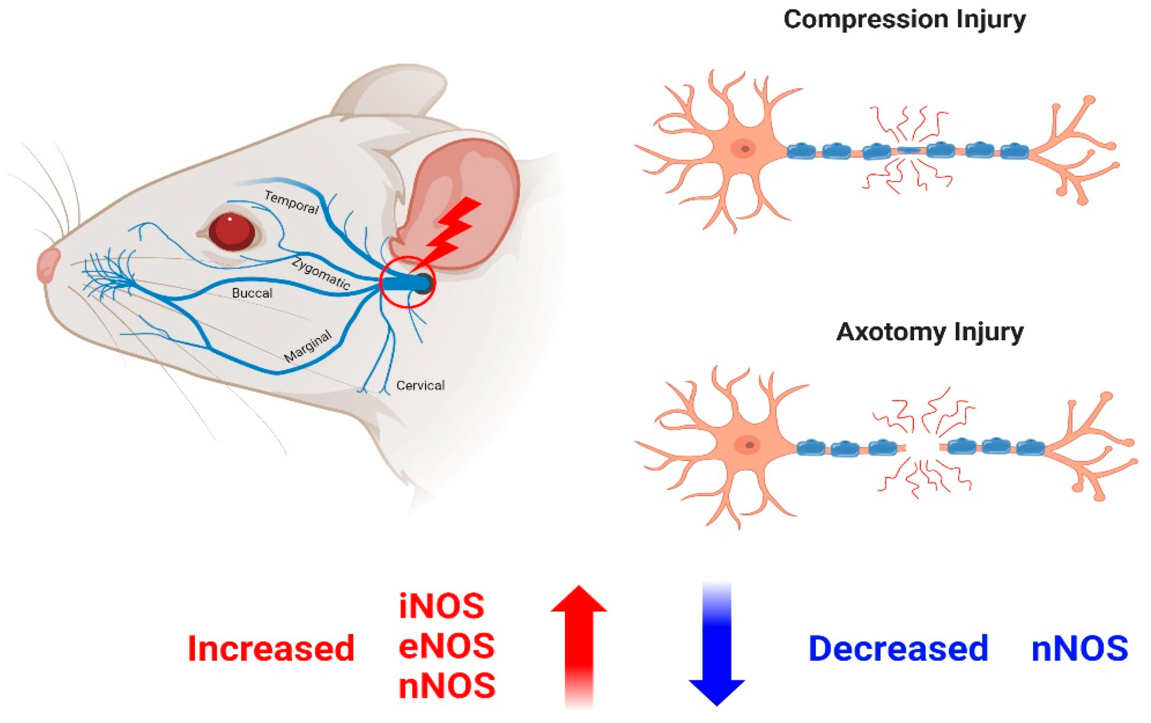 Antioxidants 13 00741 g004