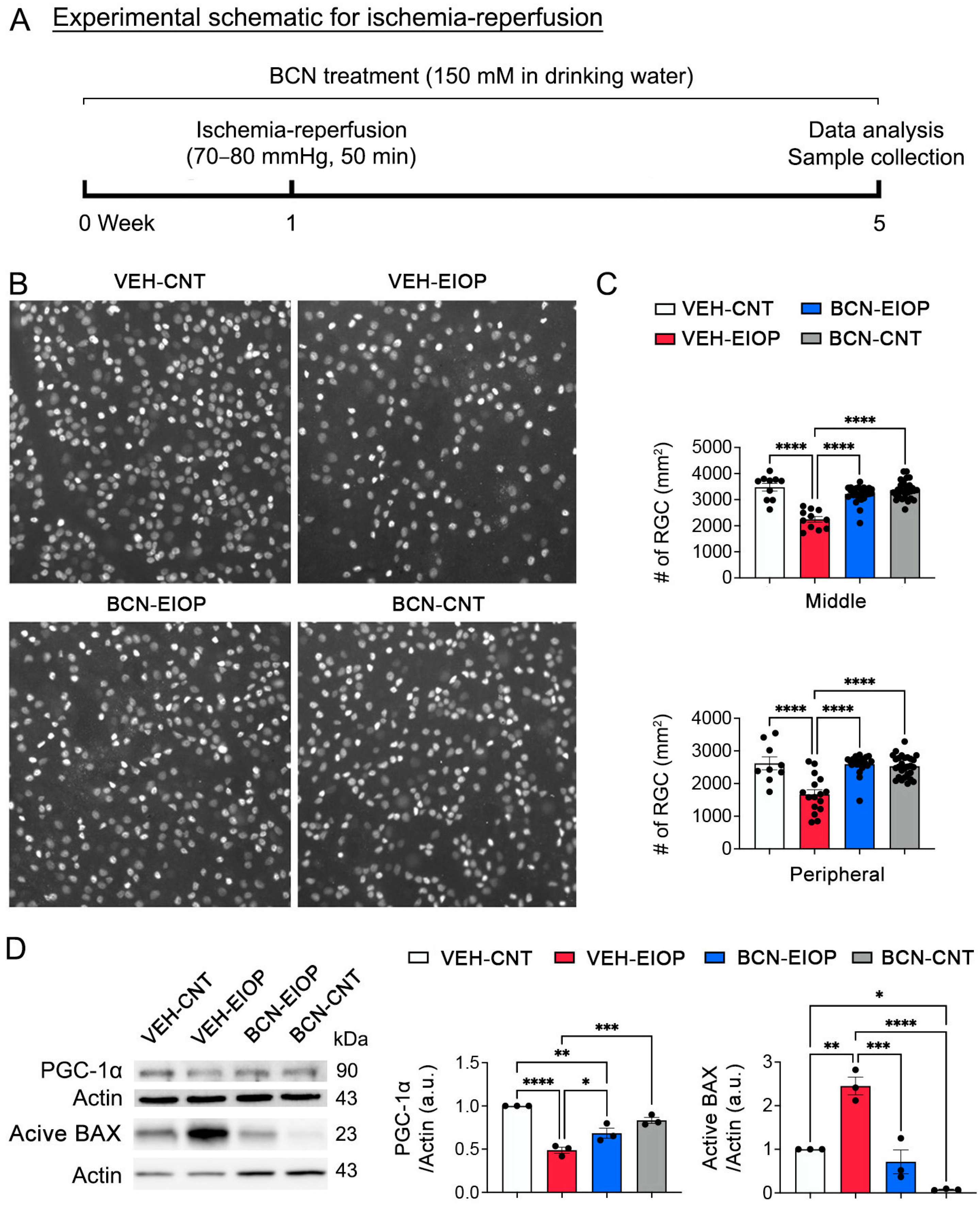 Antioxidants 13 00743 g001
