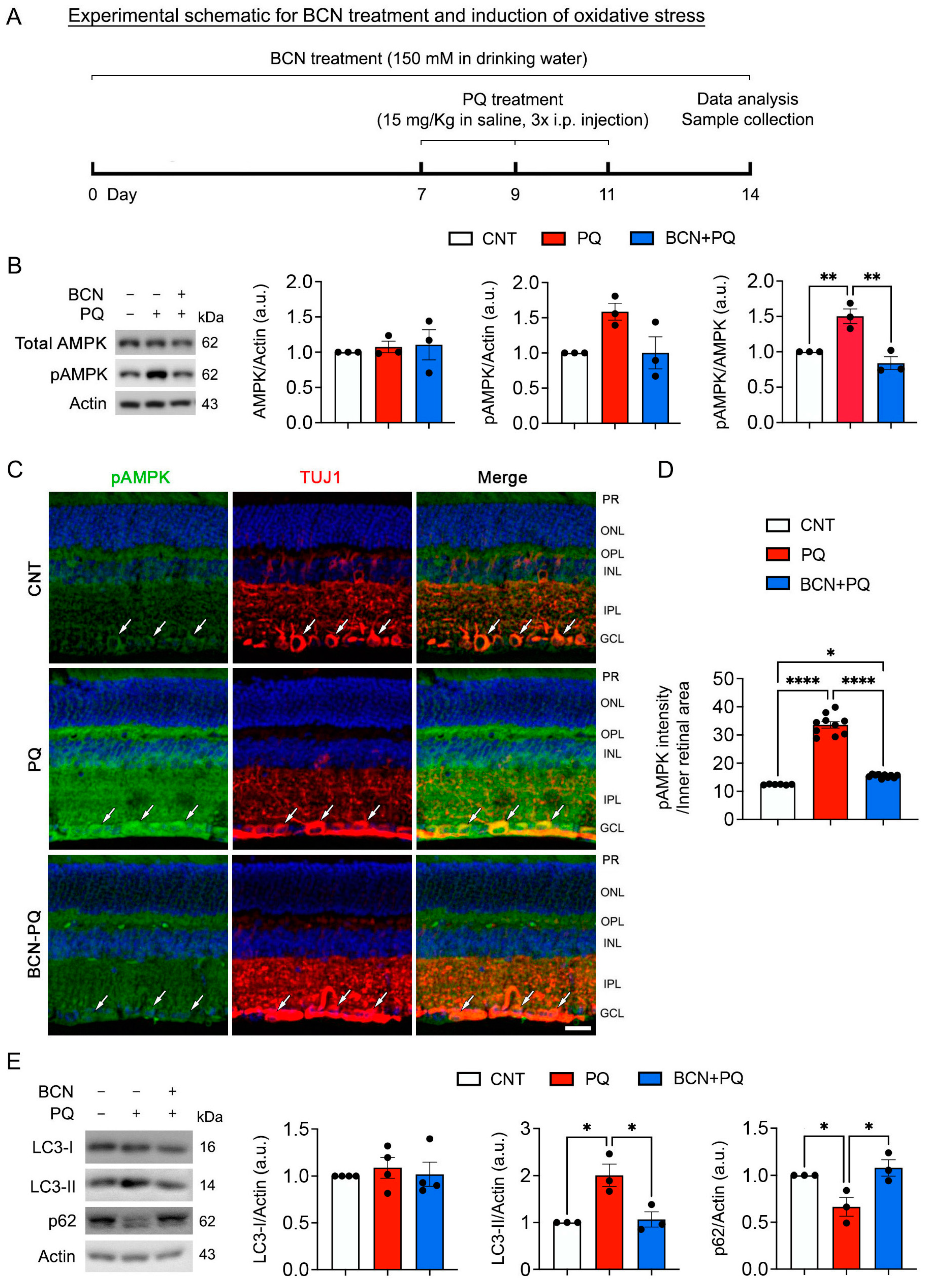 Antioxidants 13 00743 g005