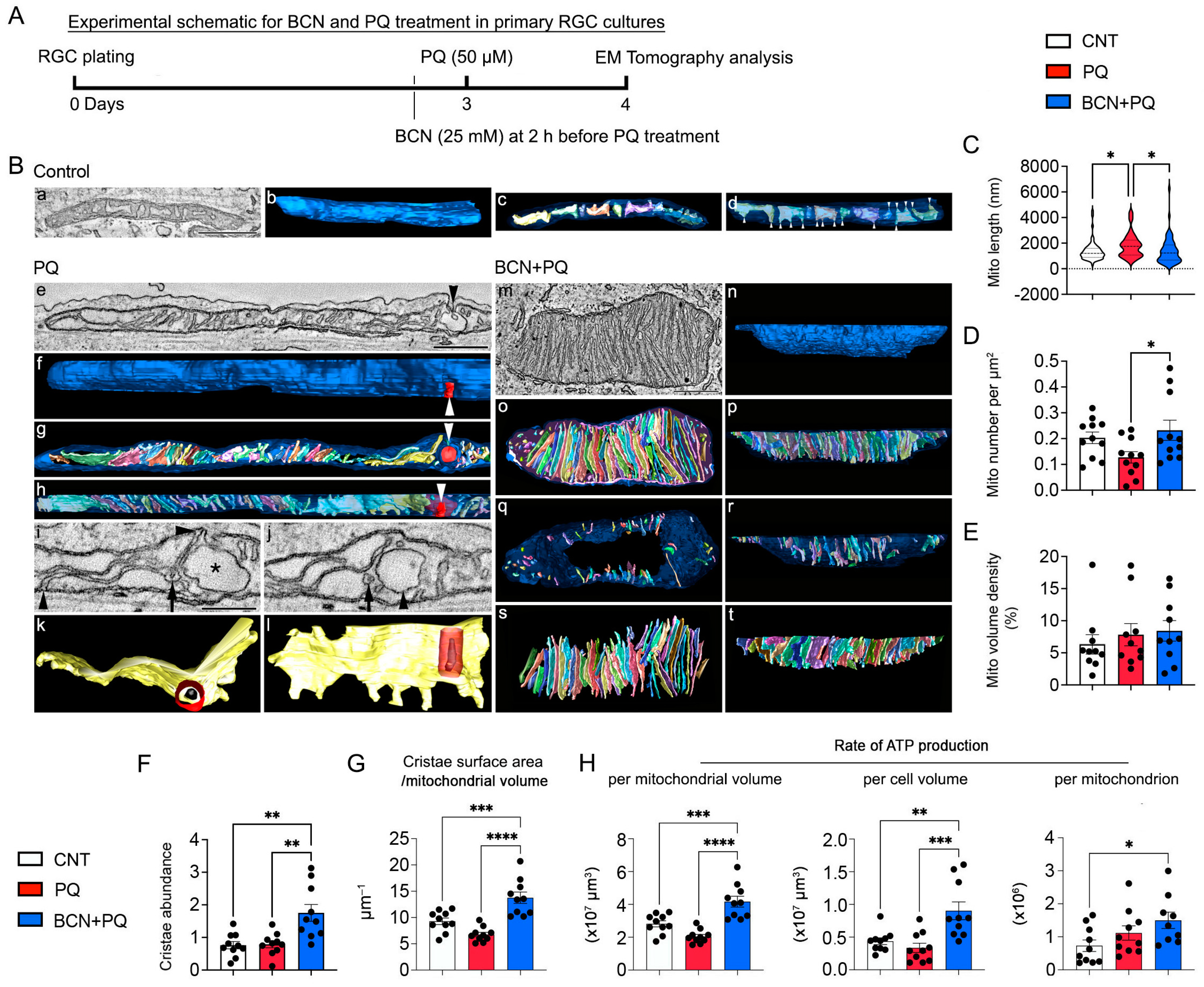 Antioxidants 13 00743 g007