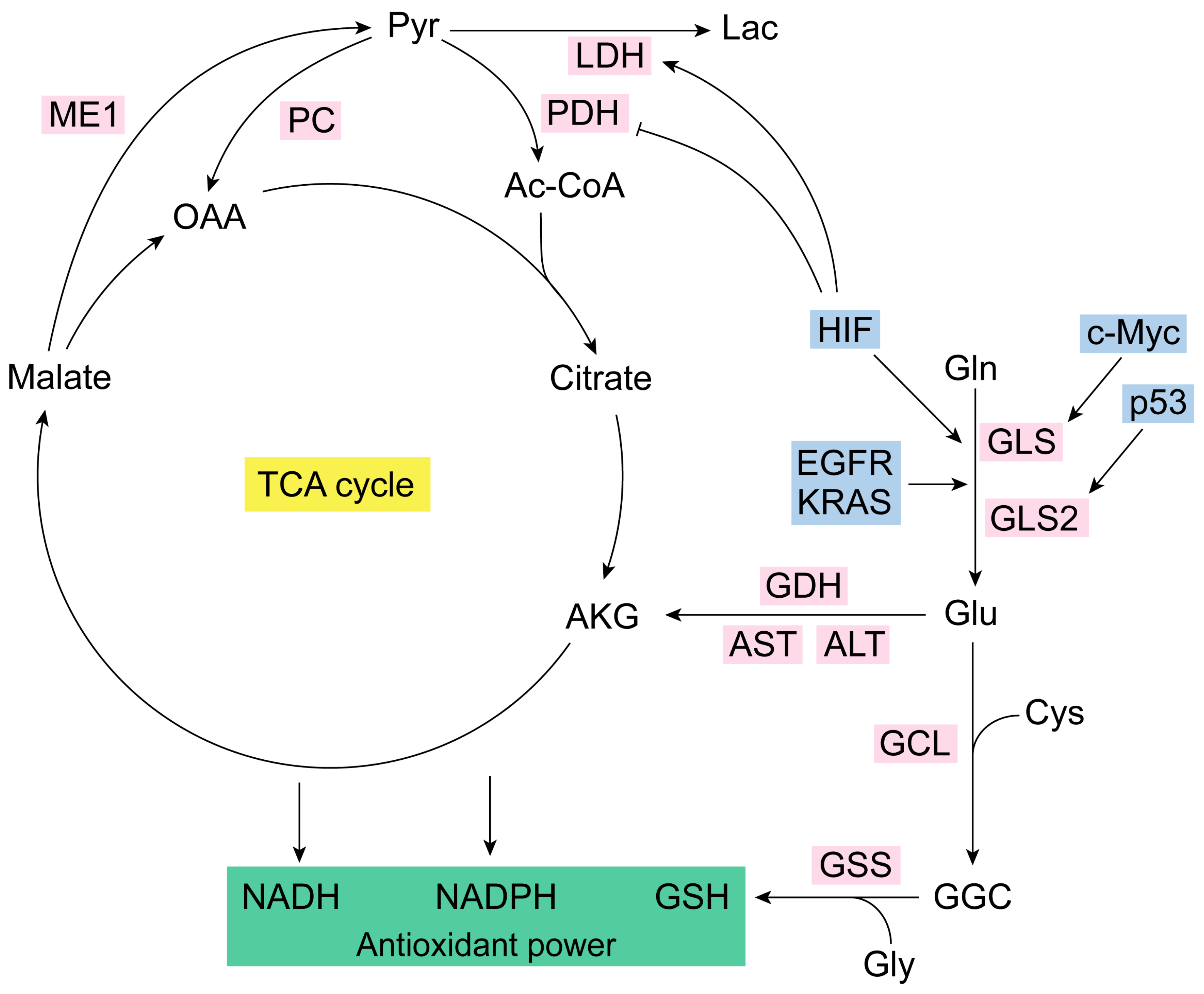 Antioxidants 13 00745 g001