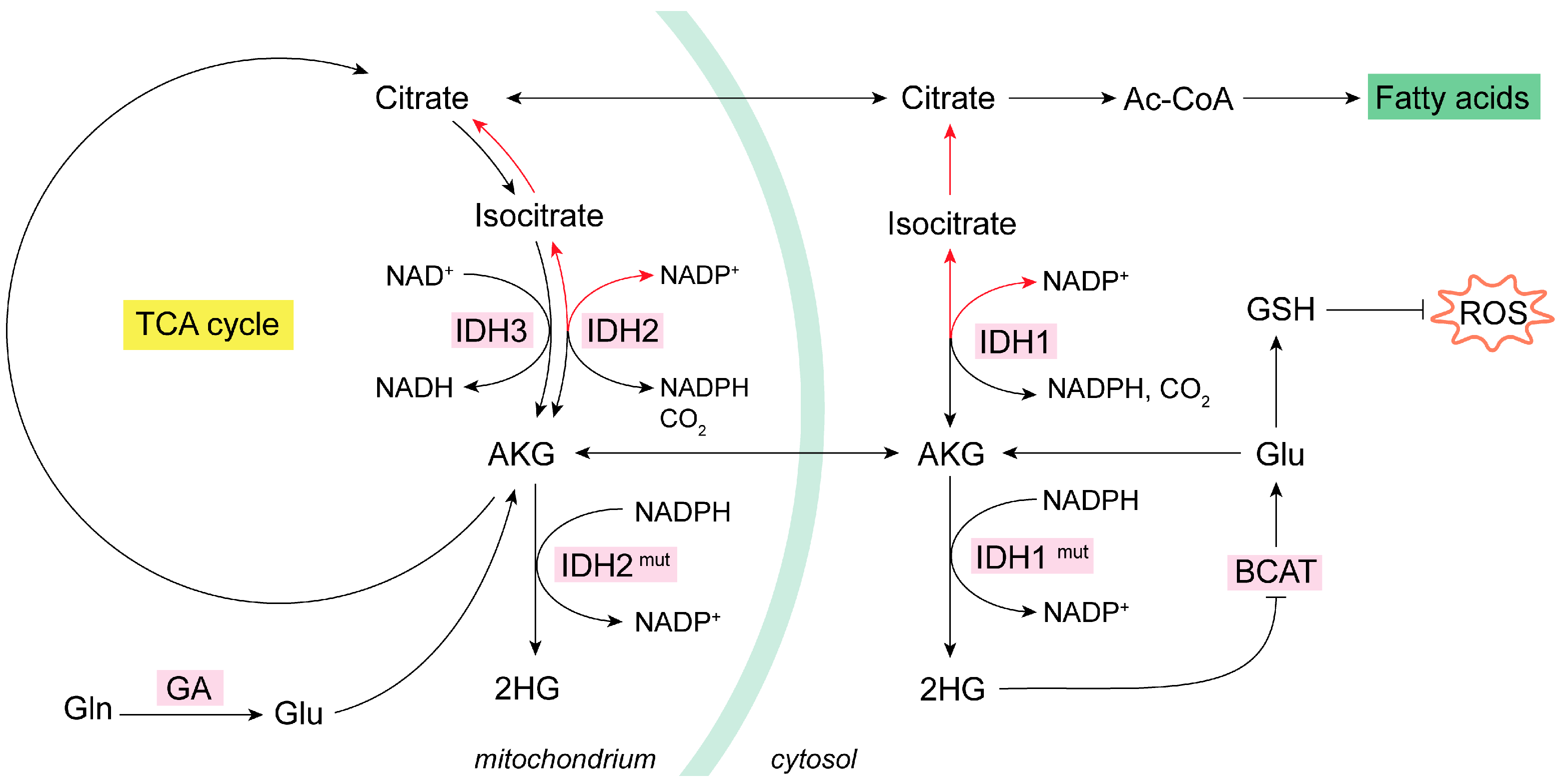 Antioxidants 13 00745 g002