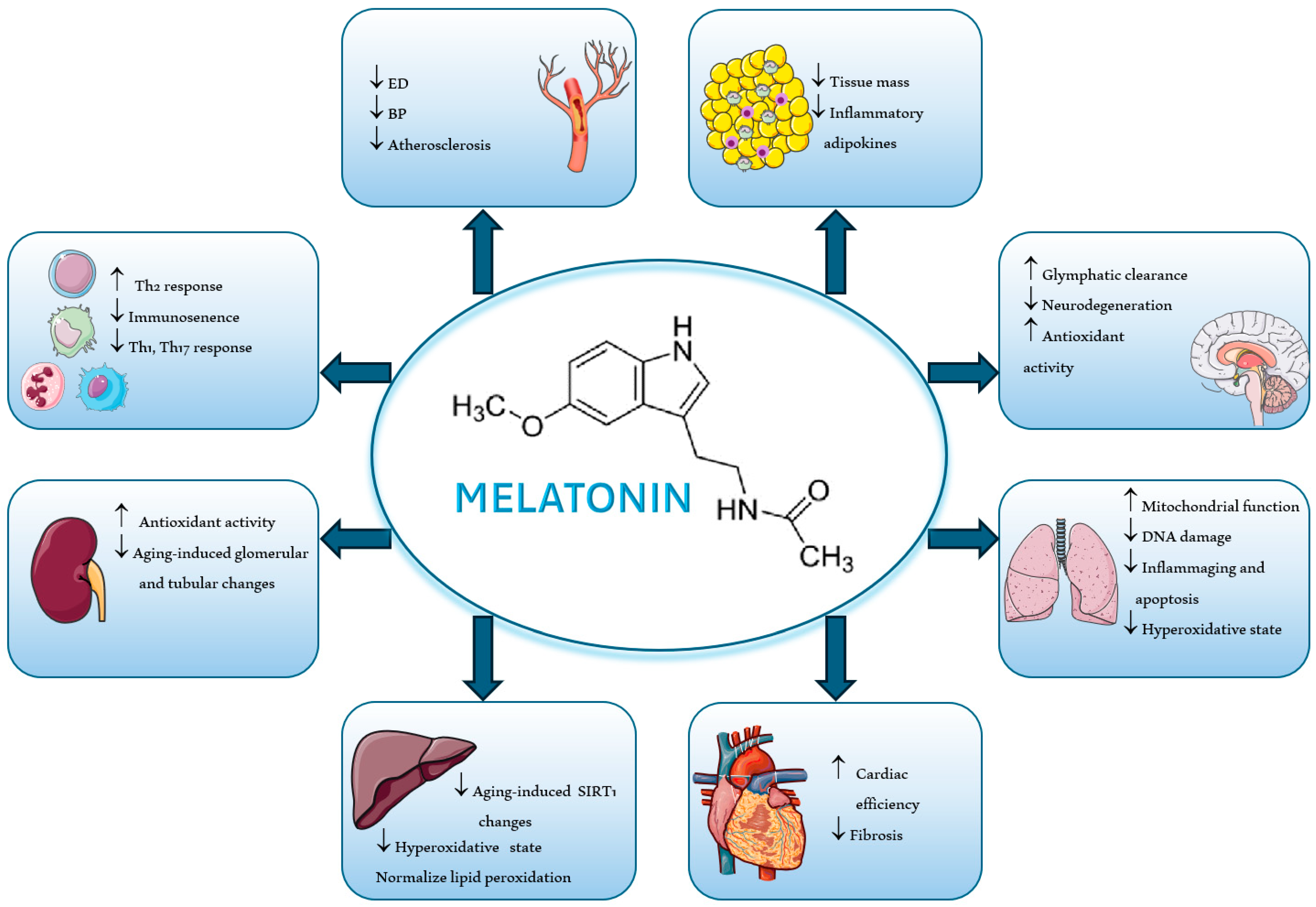Antioxidants 13 00747 g005