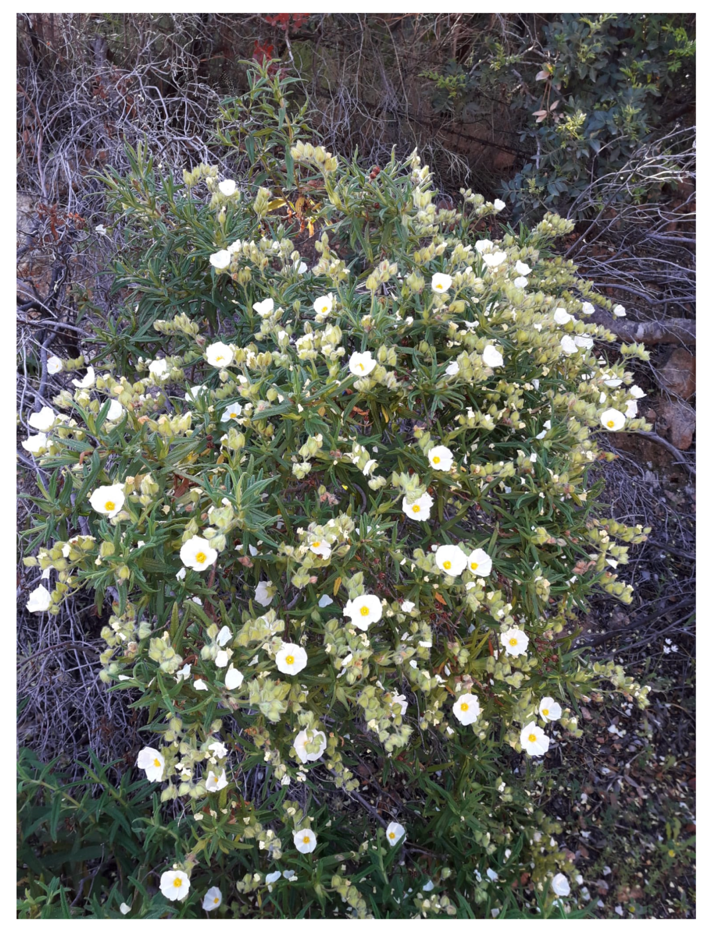 Antioxidants 13 00753 g001