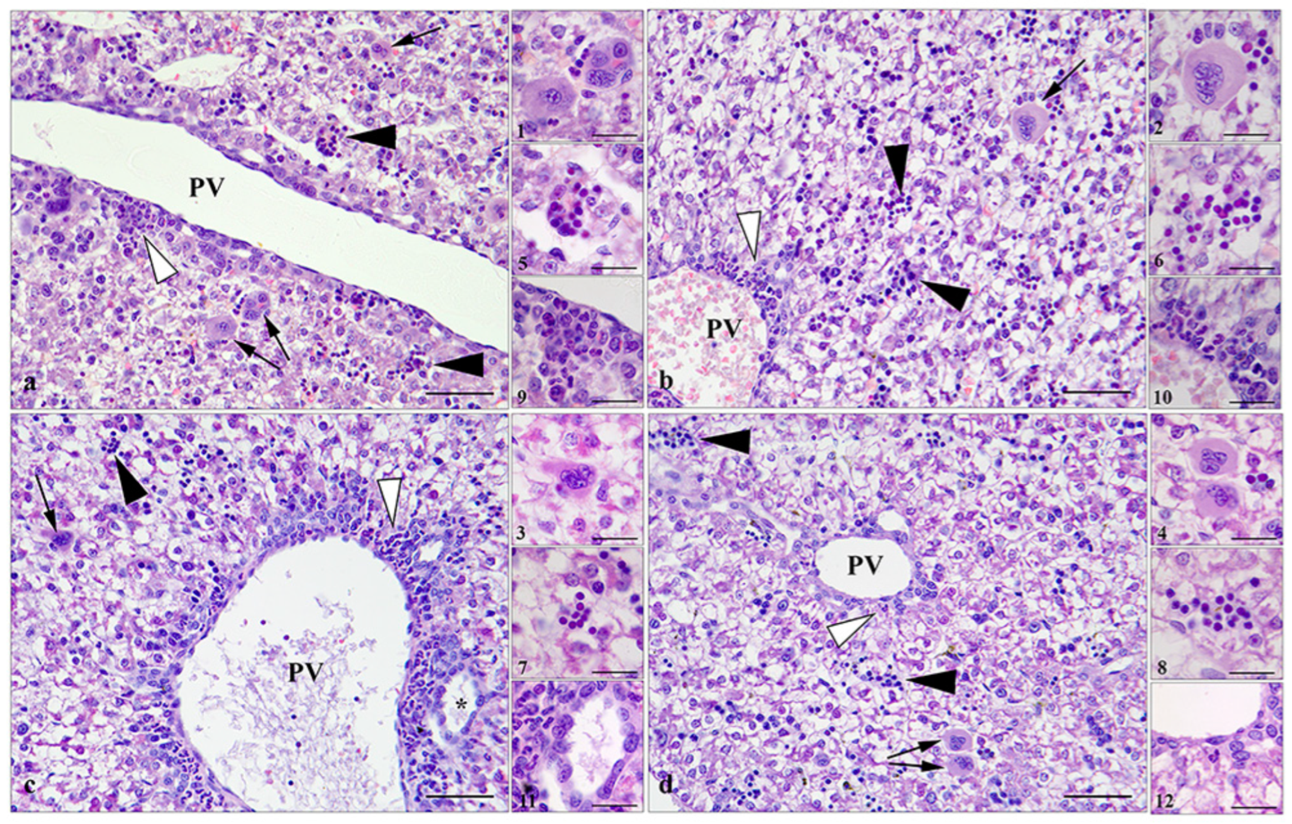 Antioxidants 13 00756 g003