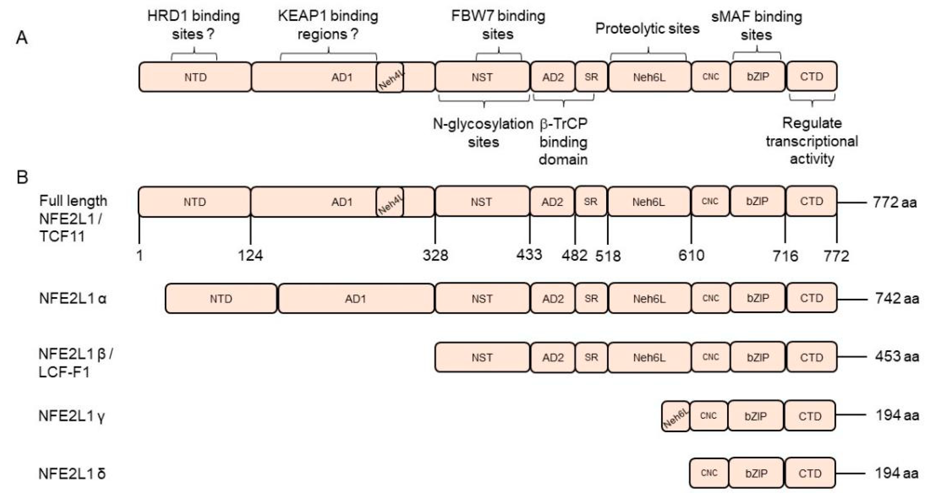 Antioxidants 13 00758 g001