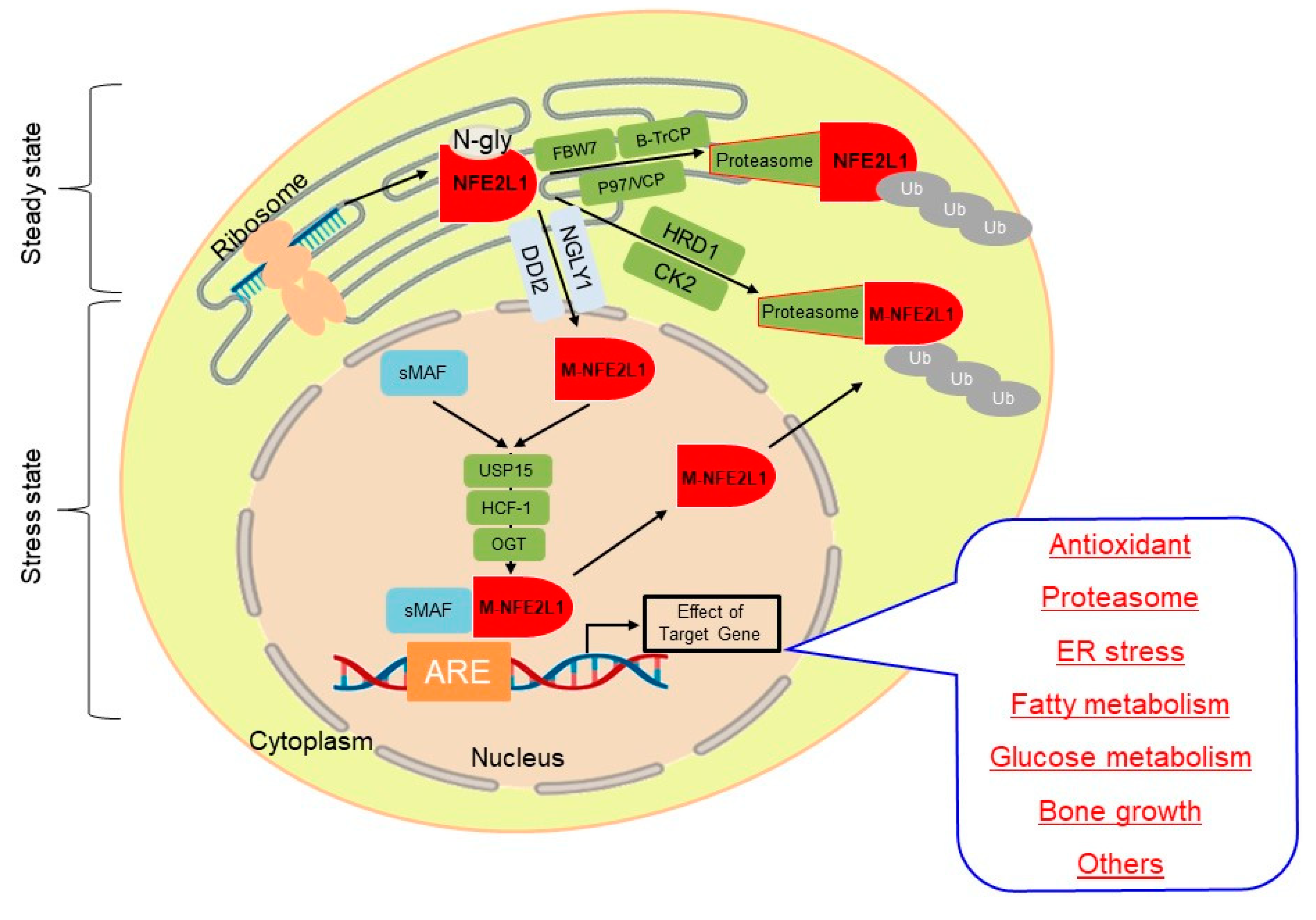 Antioxidants 13 00758 g002