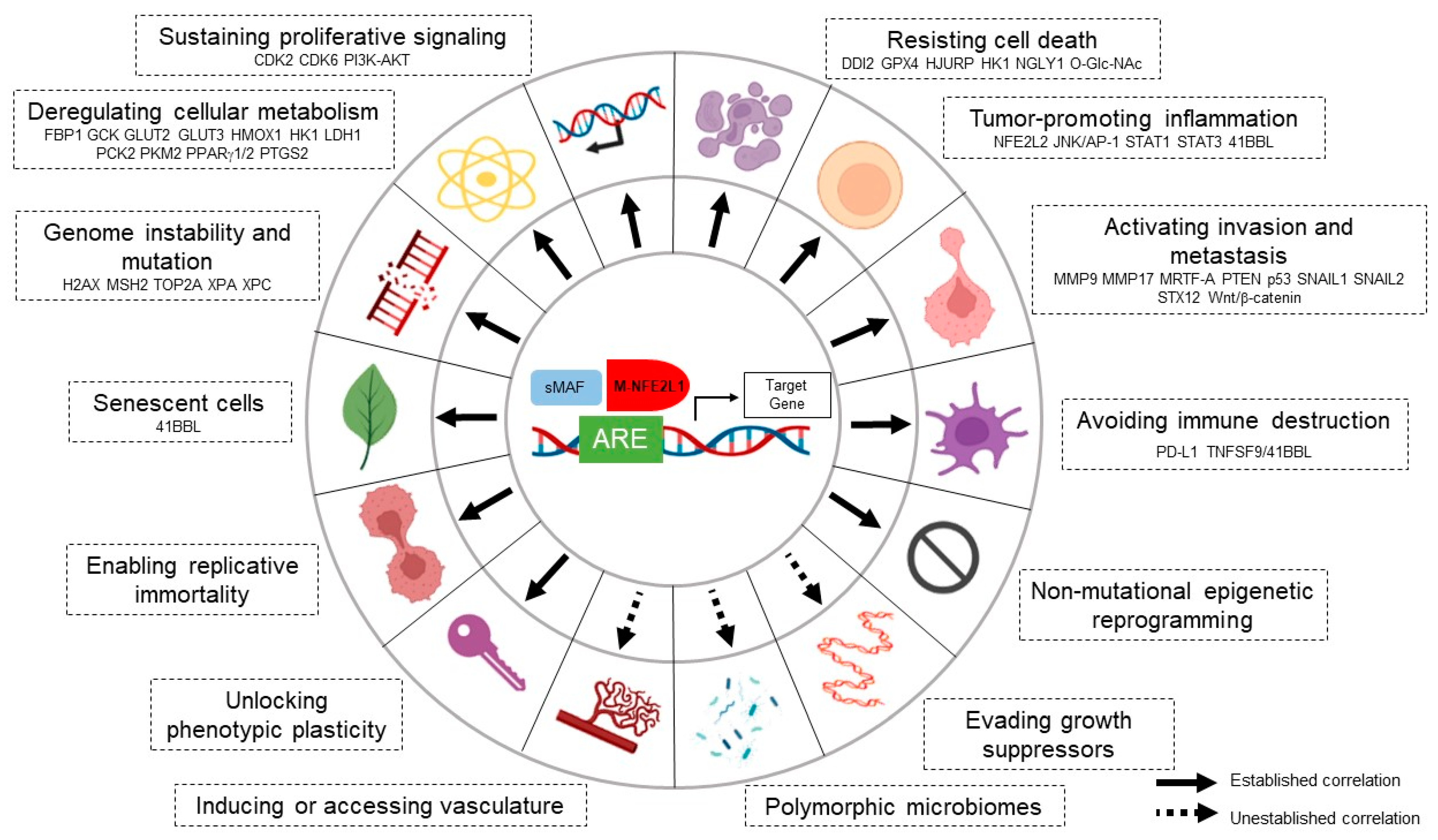 Antioxidants 13 00758 g003