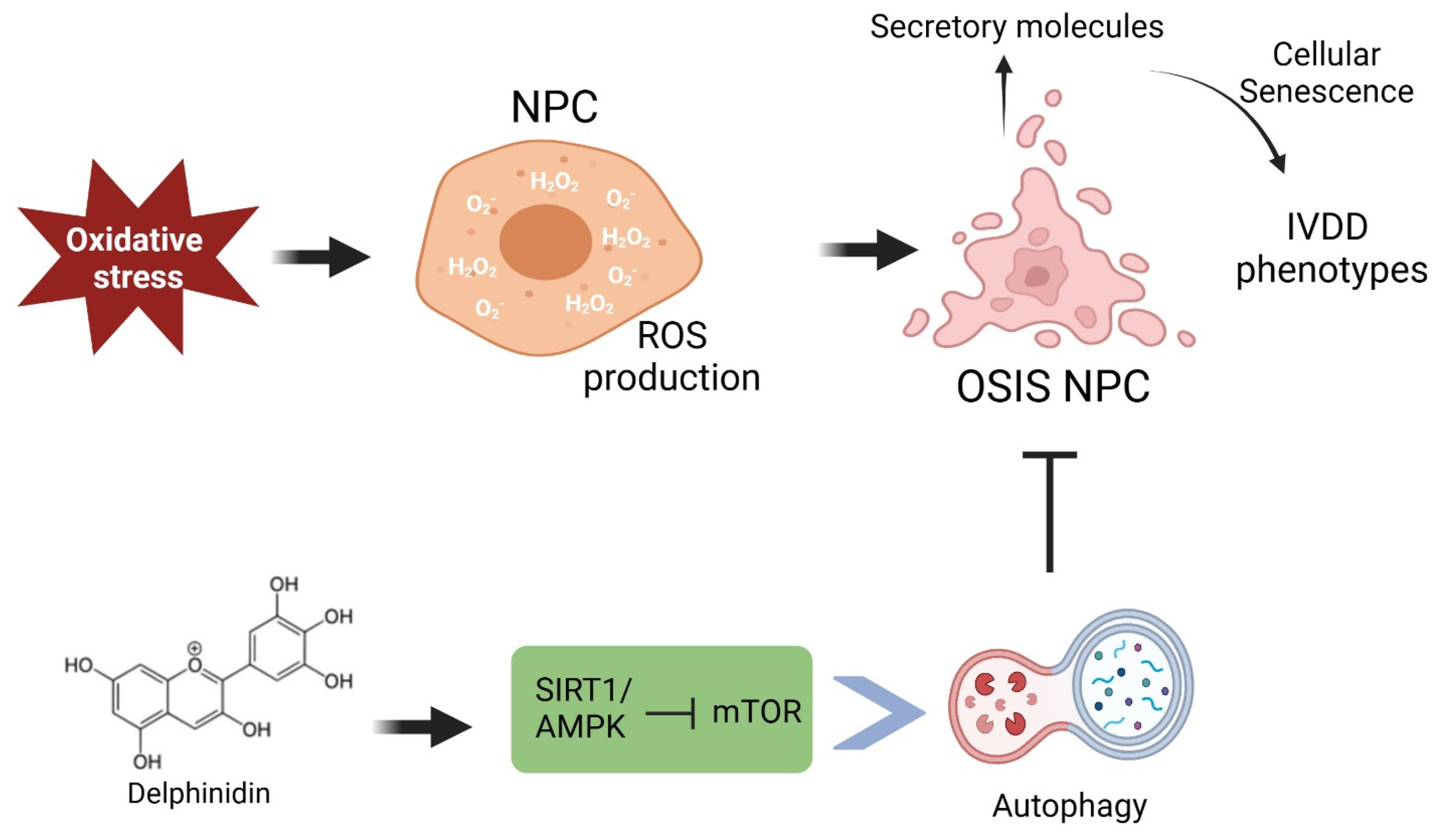 Antioxidants 13 00759 g007