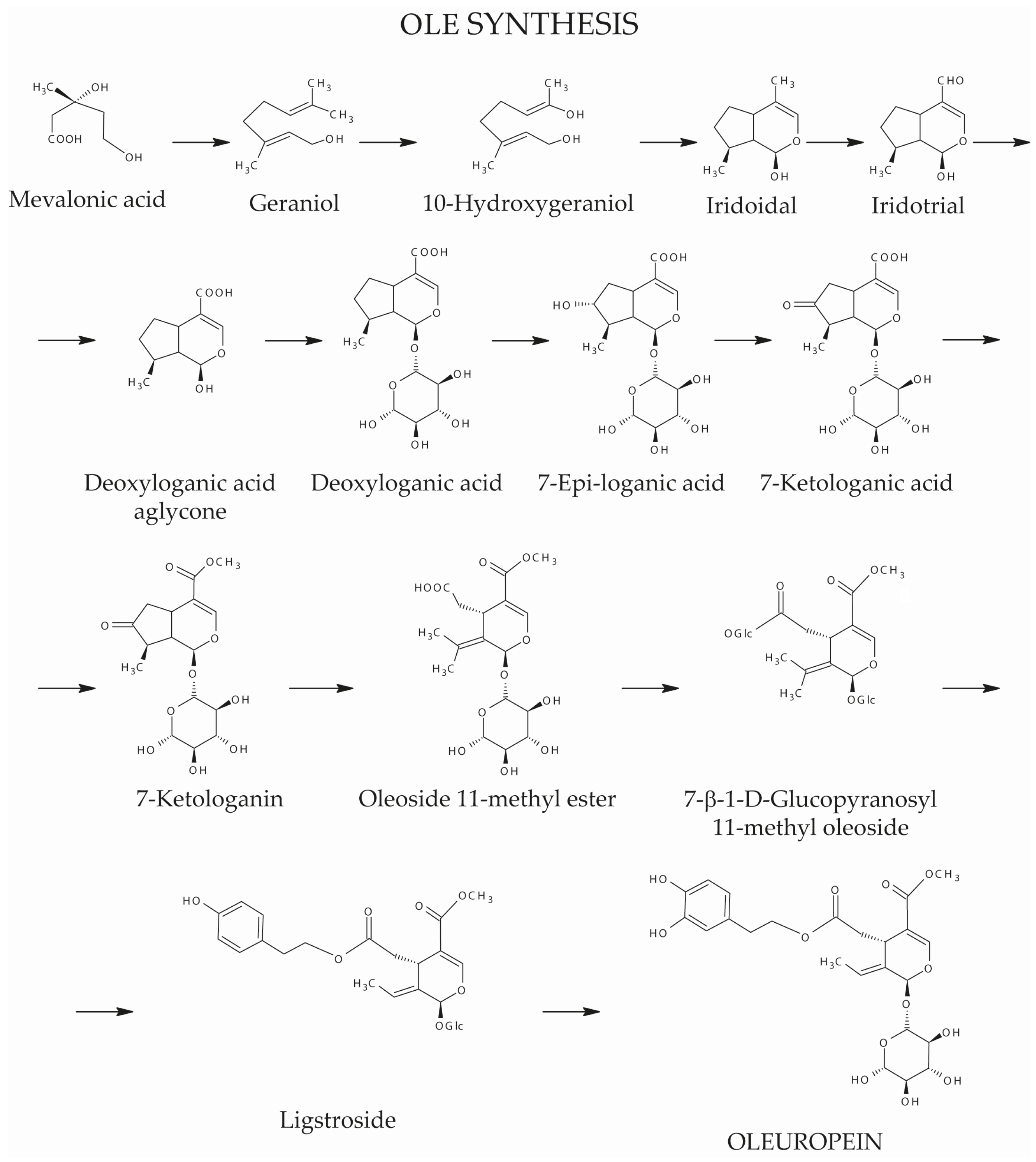 Antioxidants 13 00762 g003