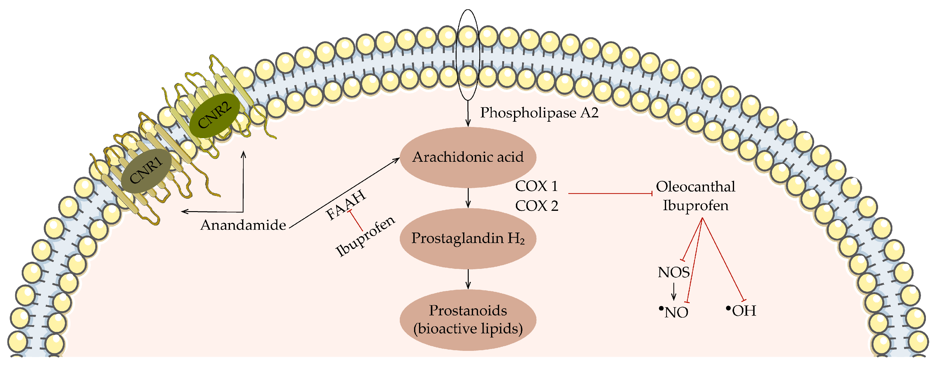 Antioxidants 13 00762 g005