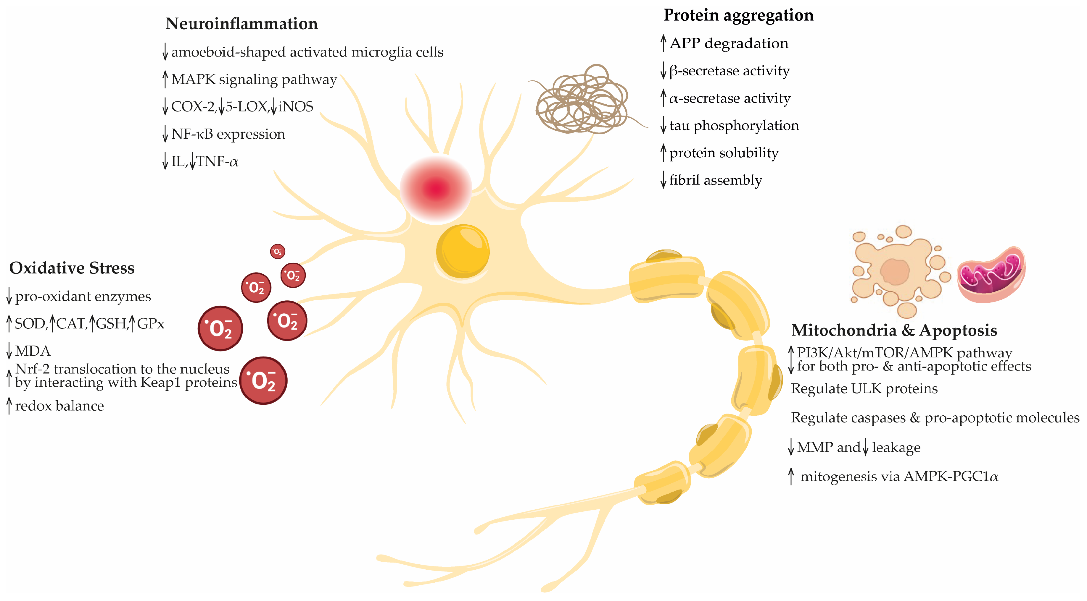 Antioxidants 13 00762 g006
