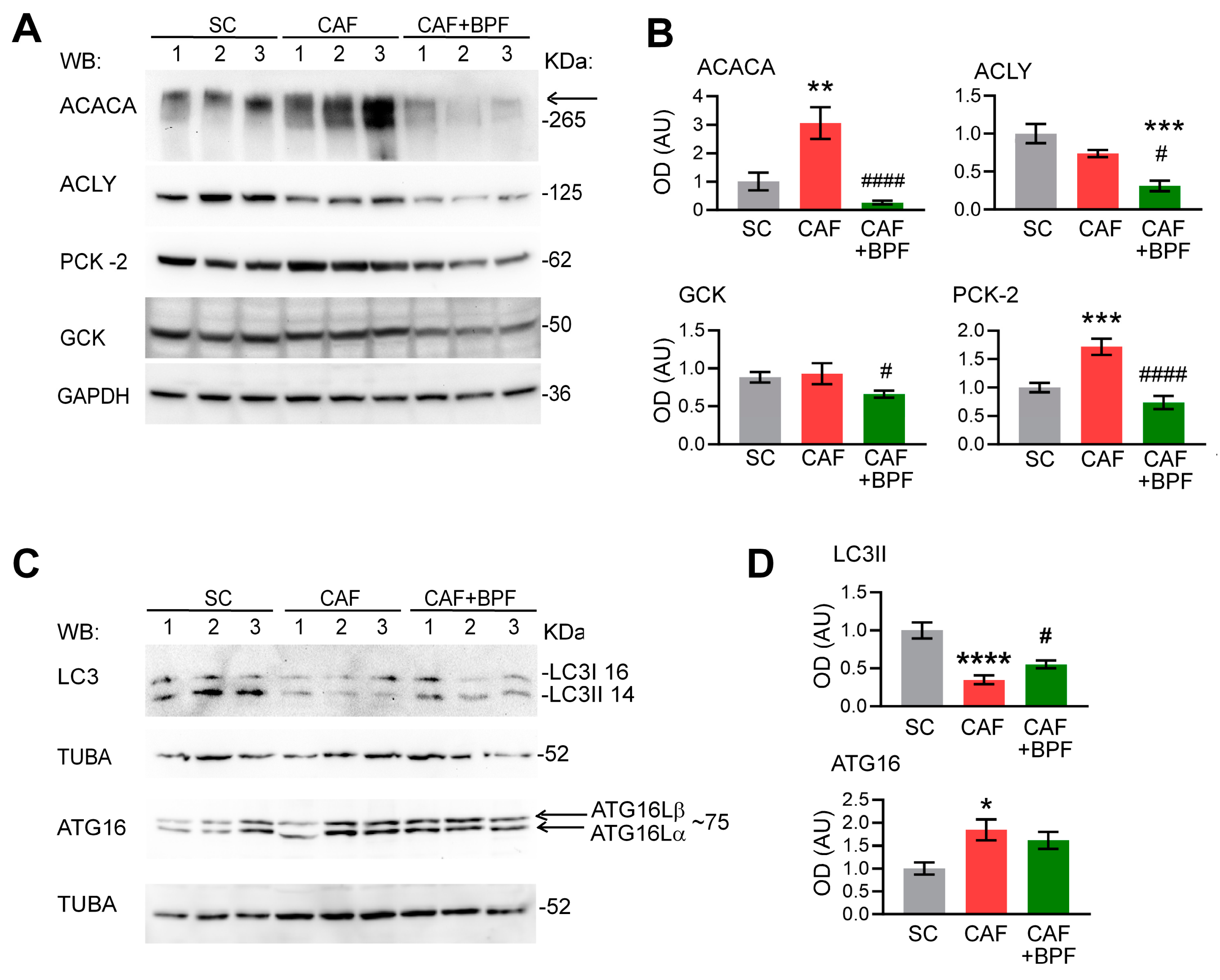 Antioxidants 13 00766 g008