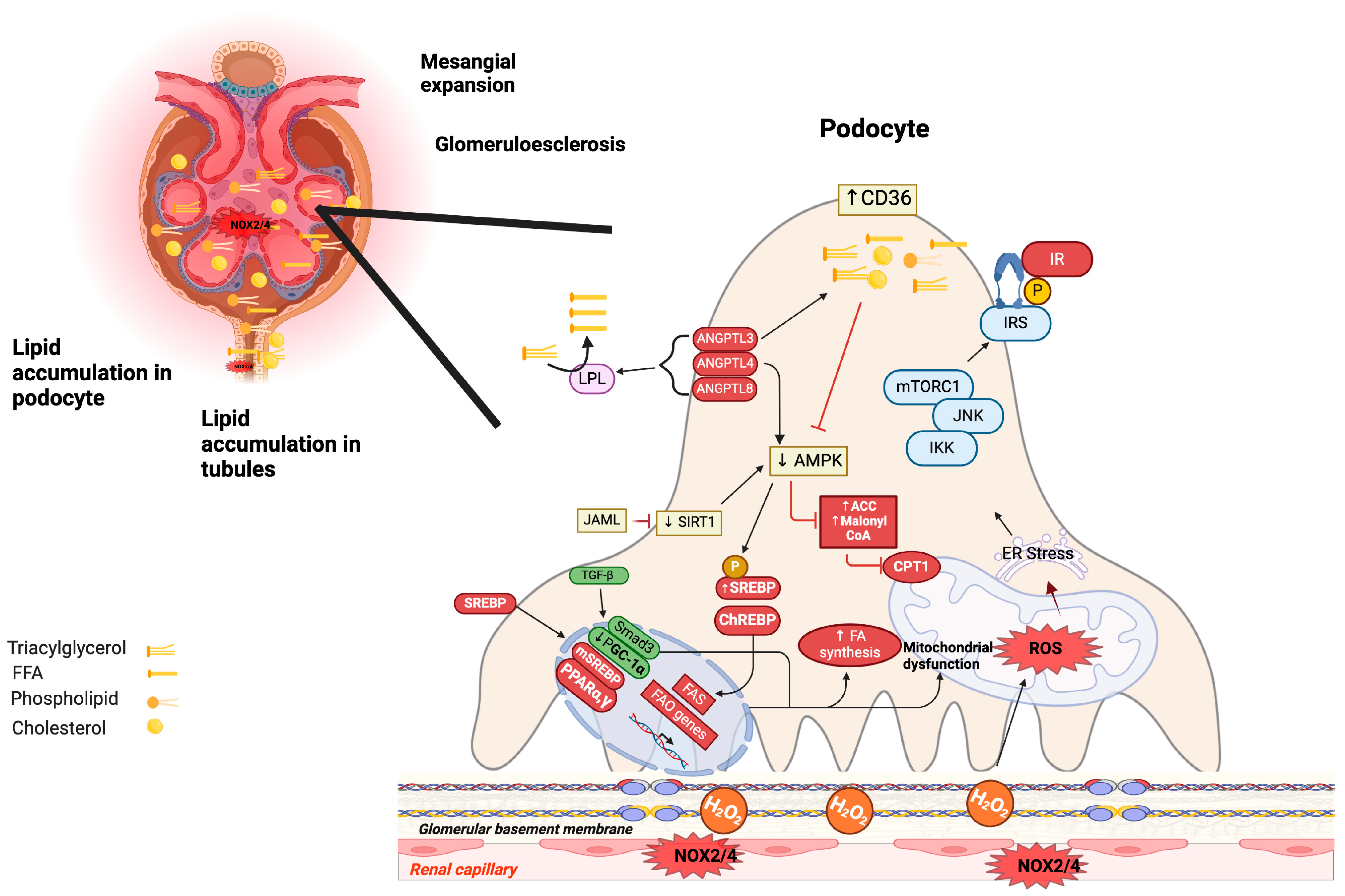Antioxidants 13 00768 g002