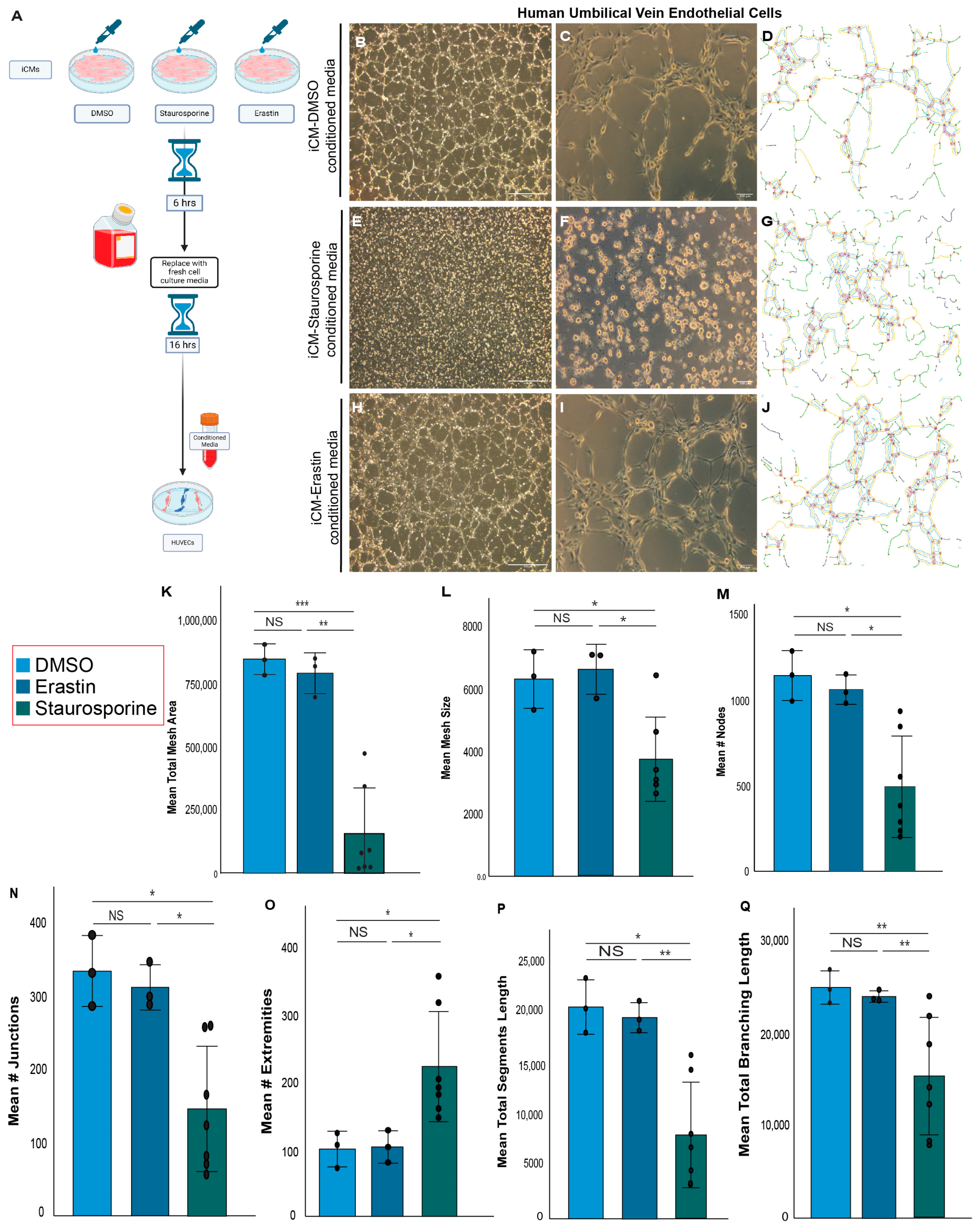 Antioxidants 13 00769 g003