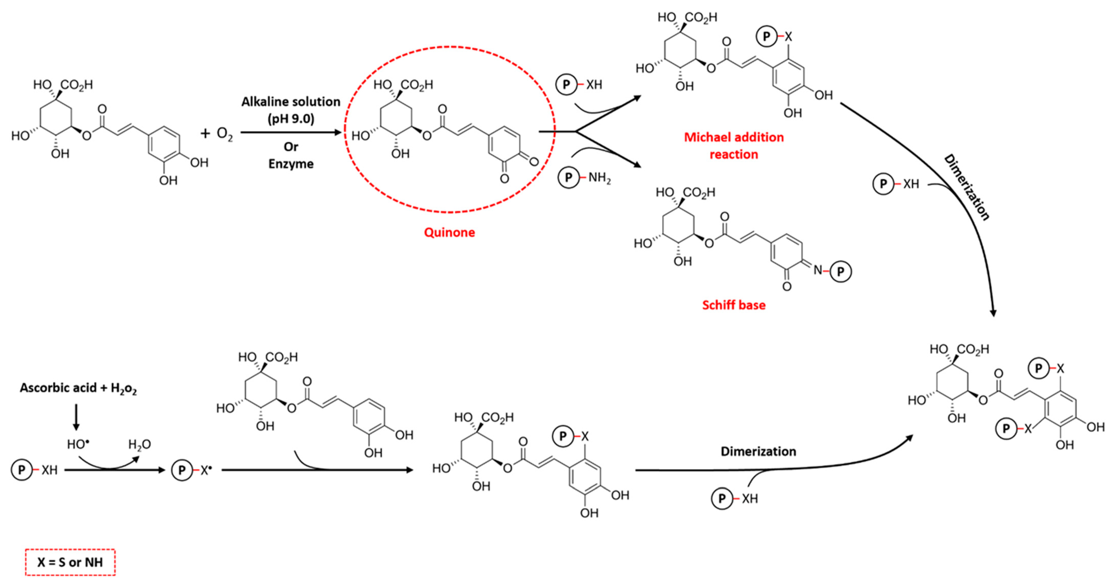 Antioxidants 13 00777 g004