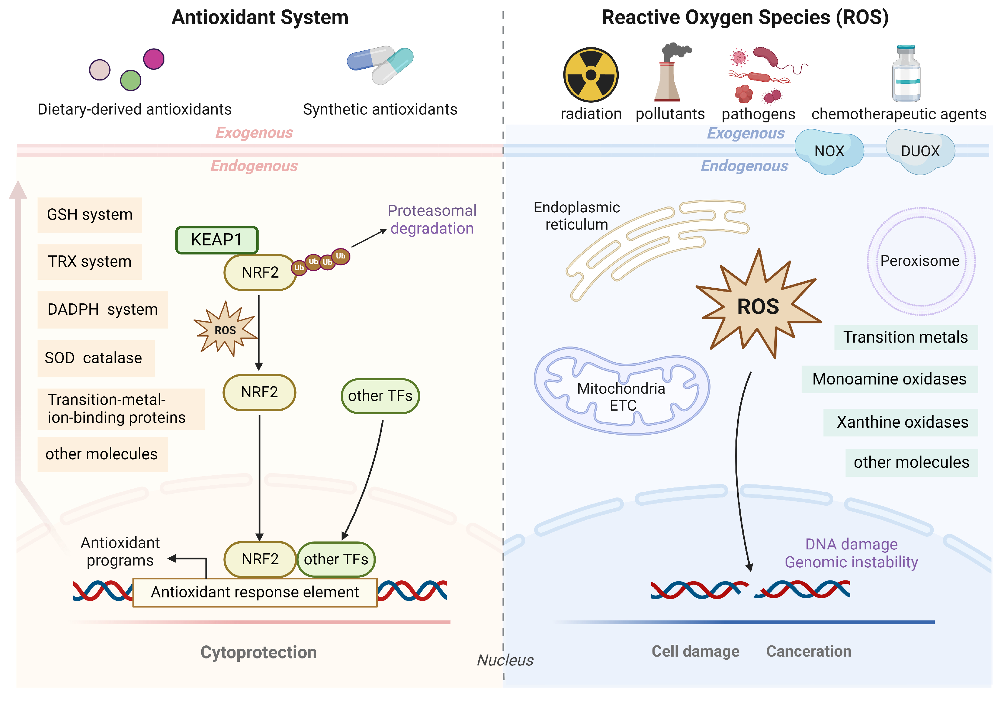 Antioxidants 13 00778 g001