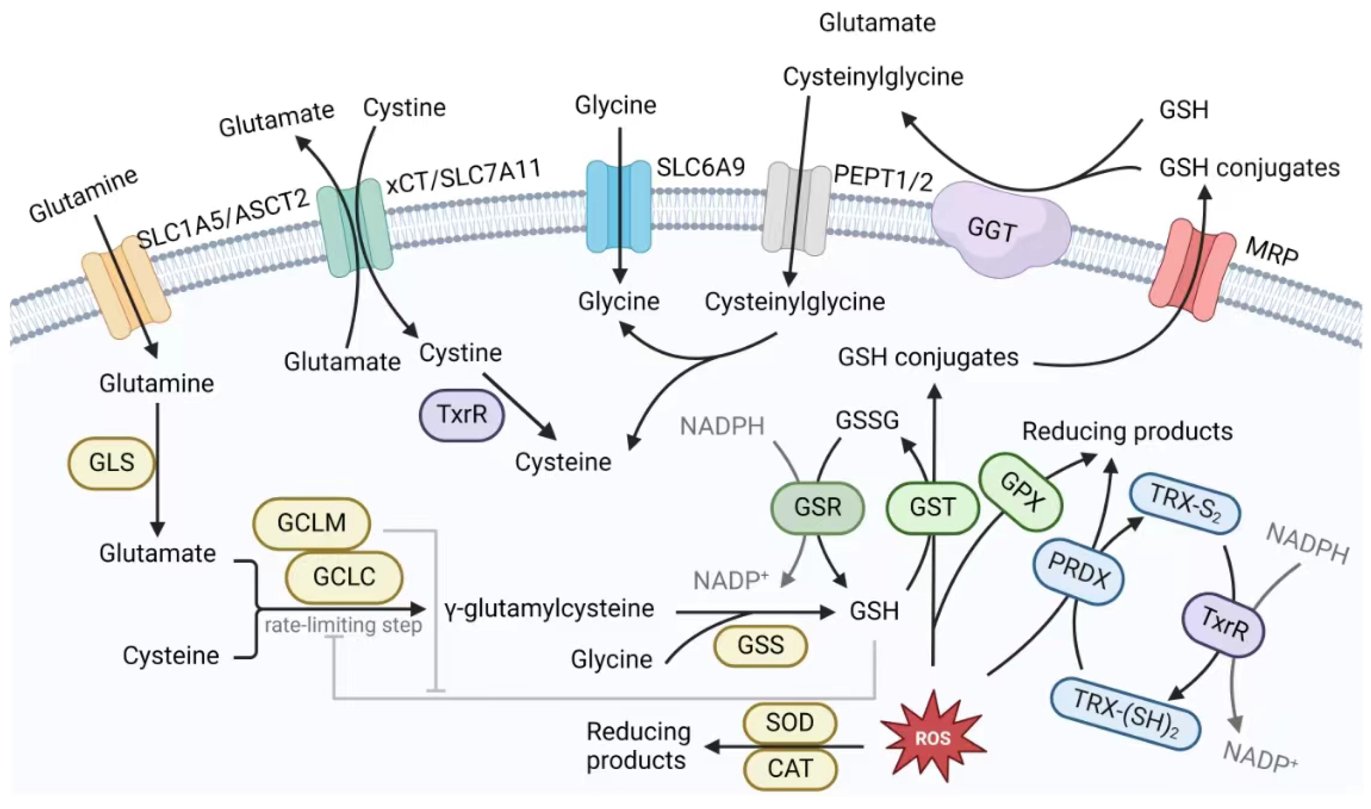 Antioxidants 13 00778 g004